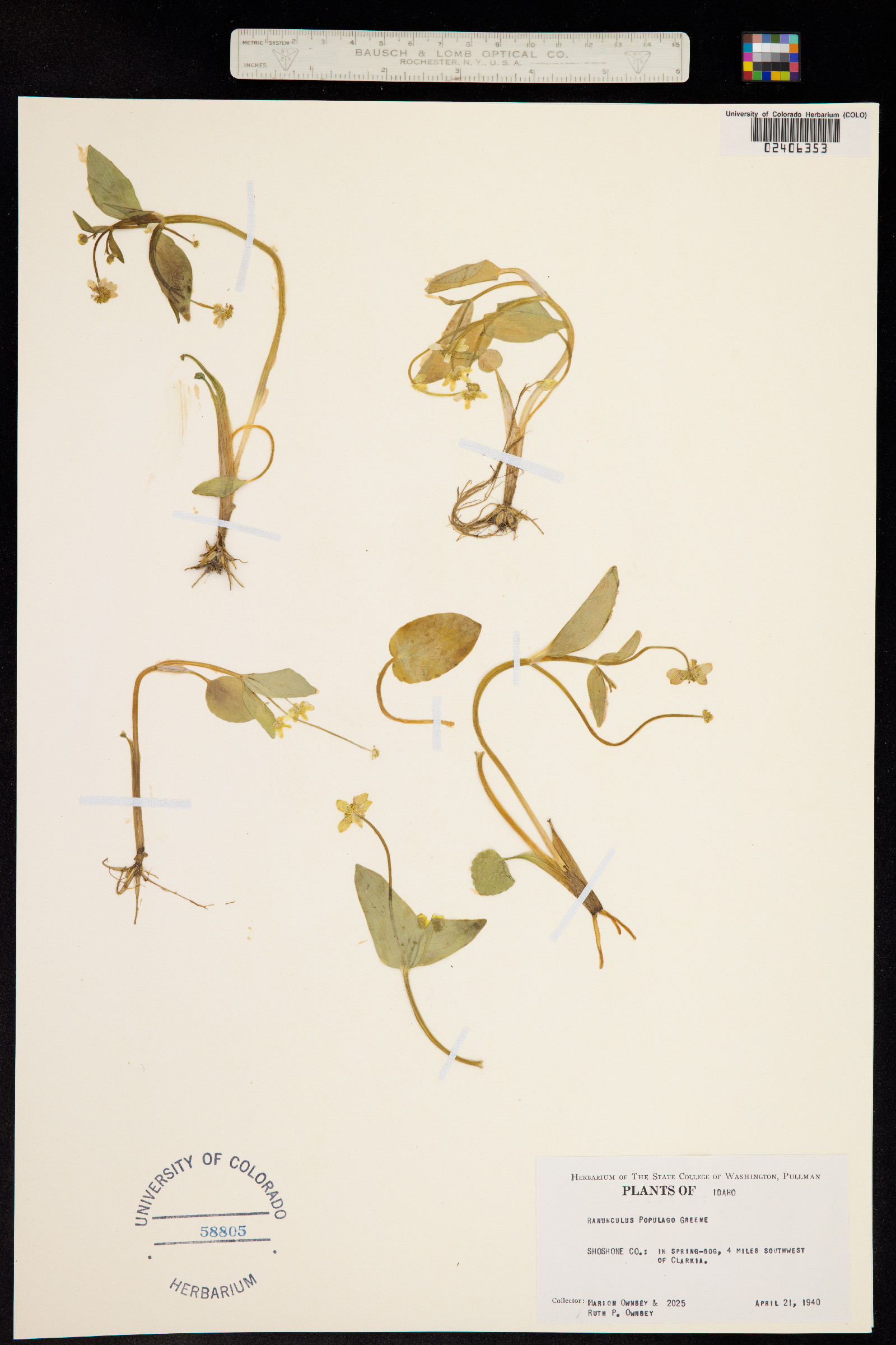 Ranunculus populago image