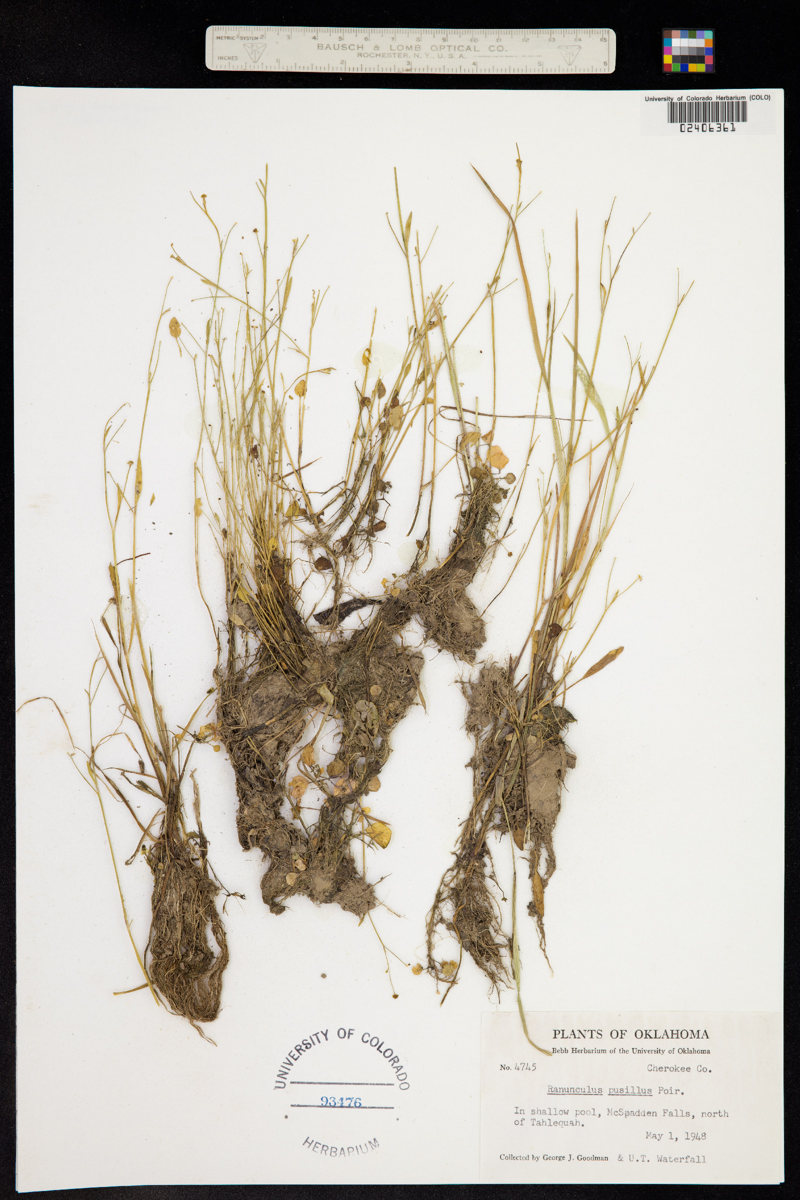 Ranunculus pusillus image