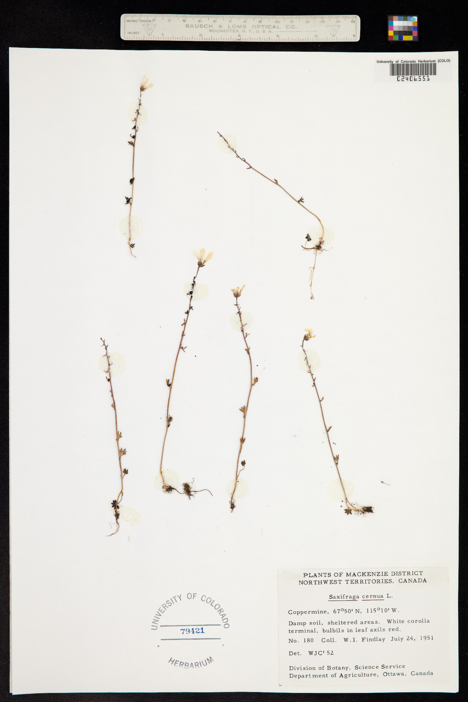 Saxifraga cernua image