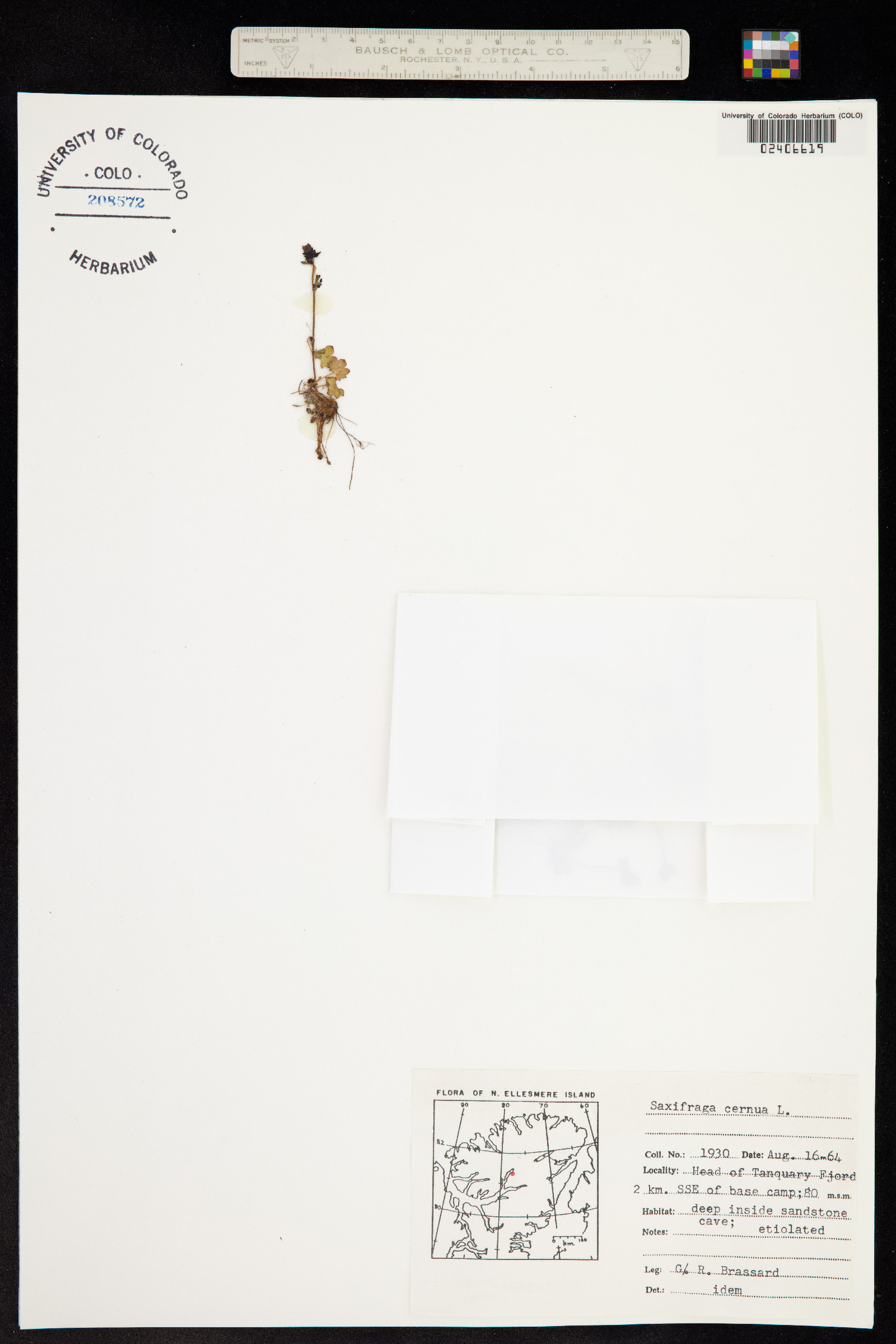 Saxifraga cernua image