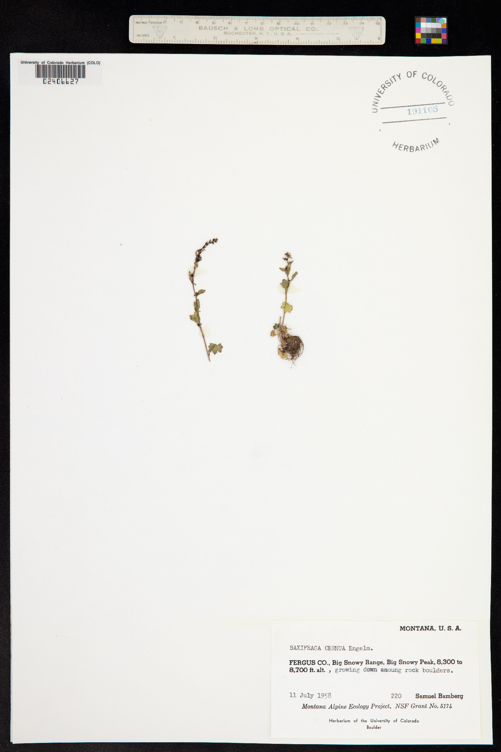 Saxifraga cernua image