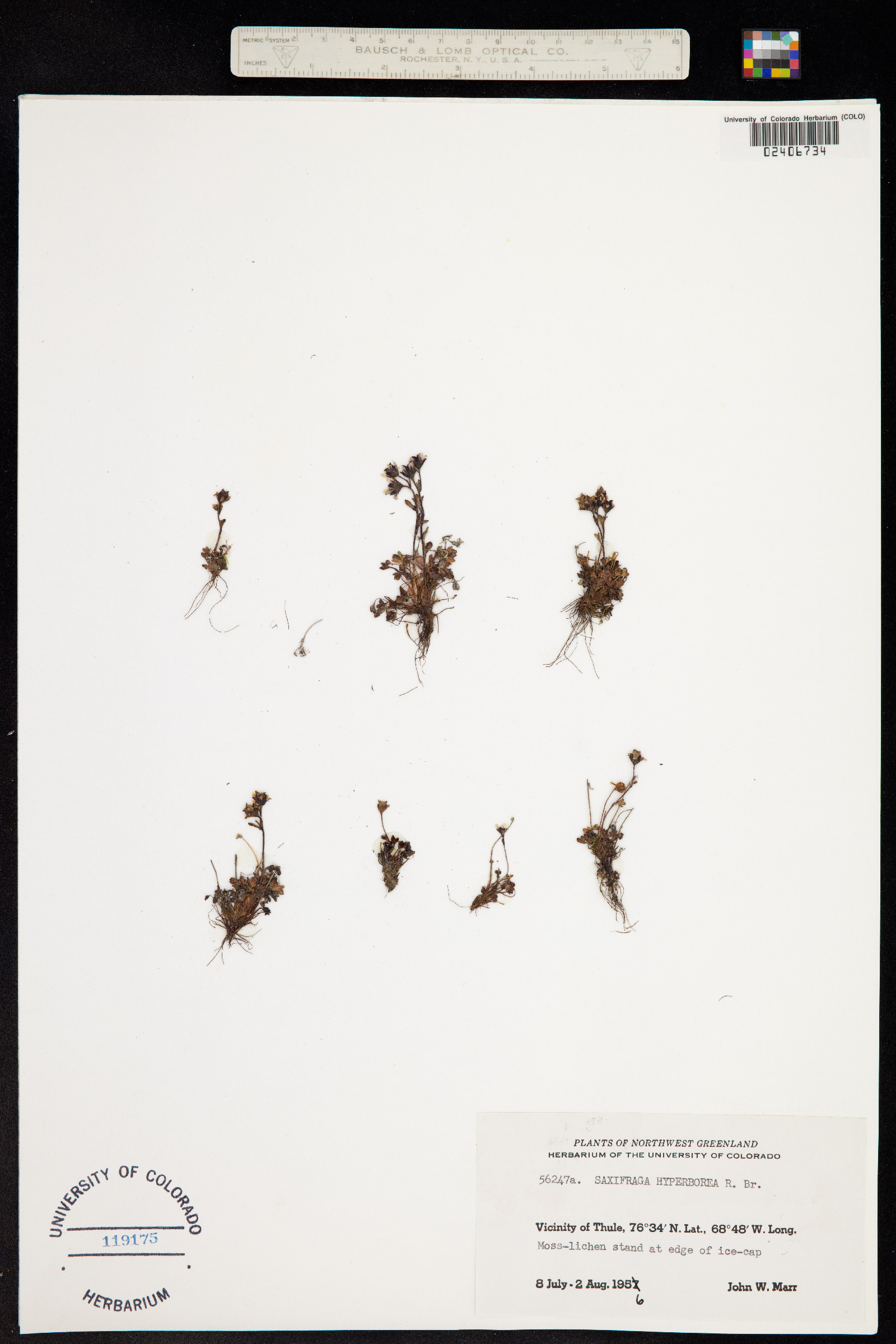 Saxifraga hyperborea image