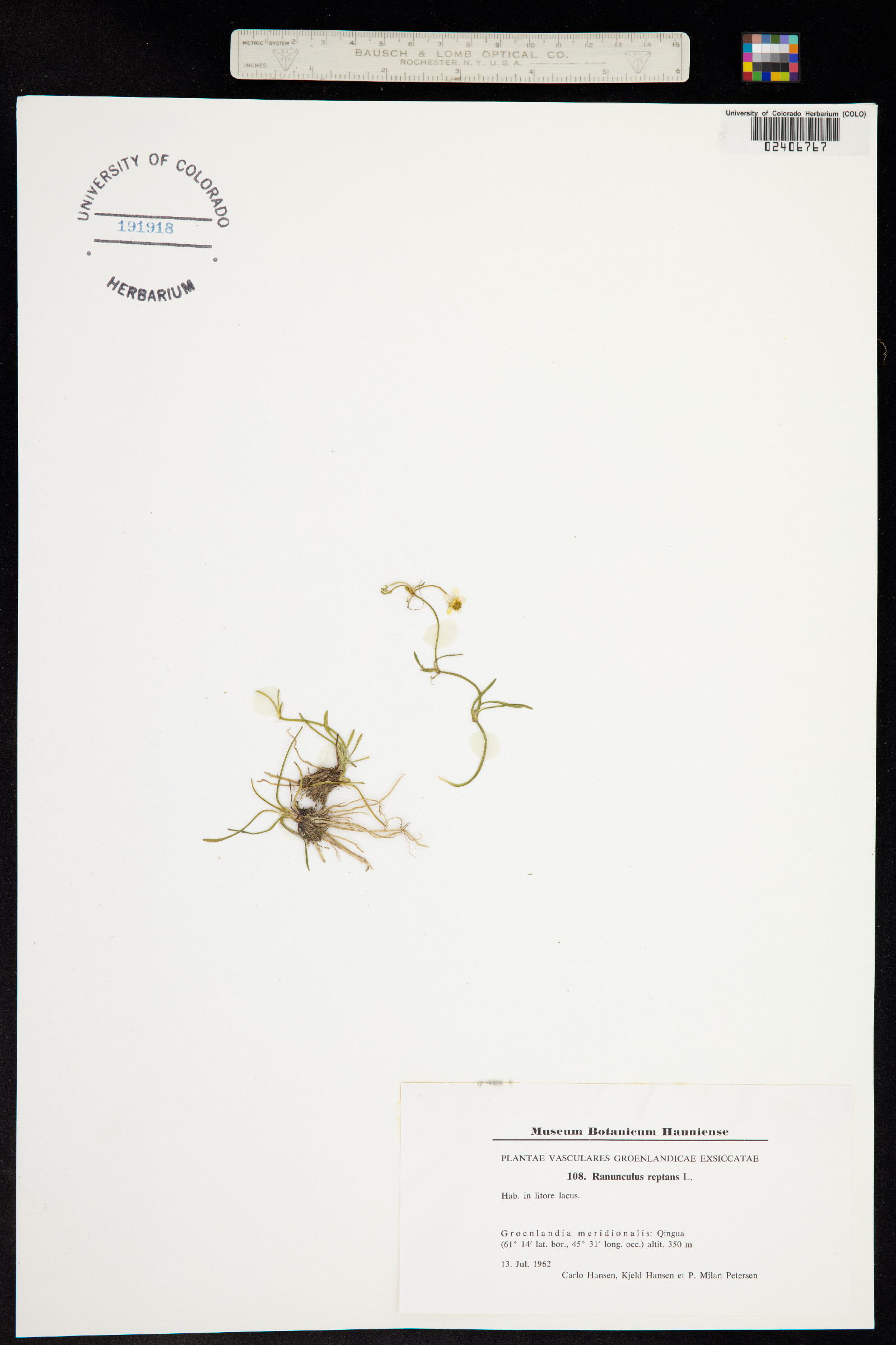 Ranunculus flammula var. reptans image