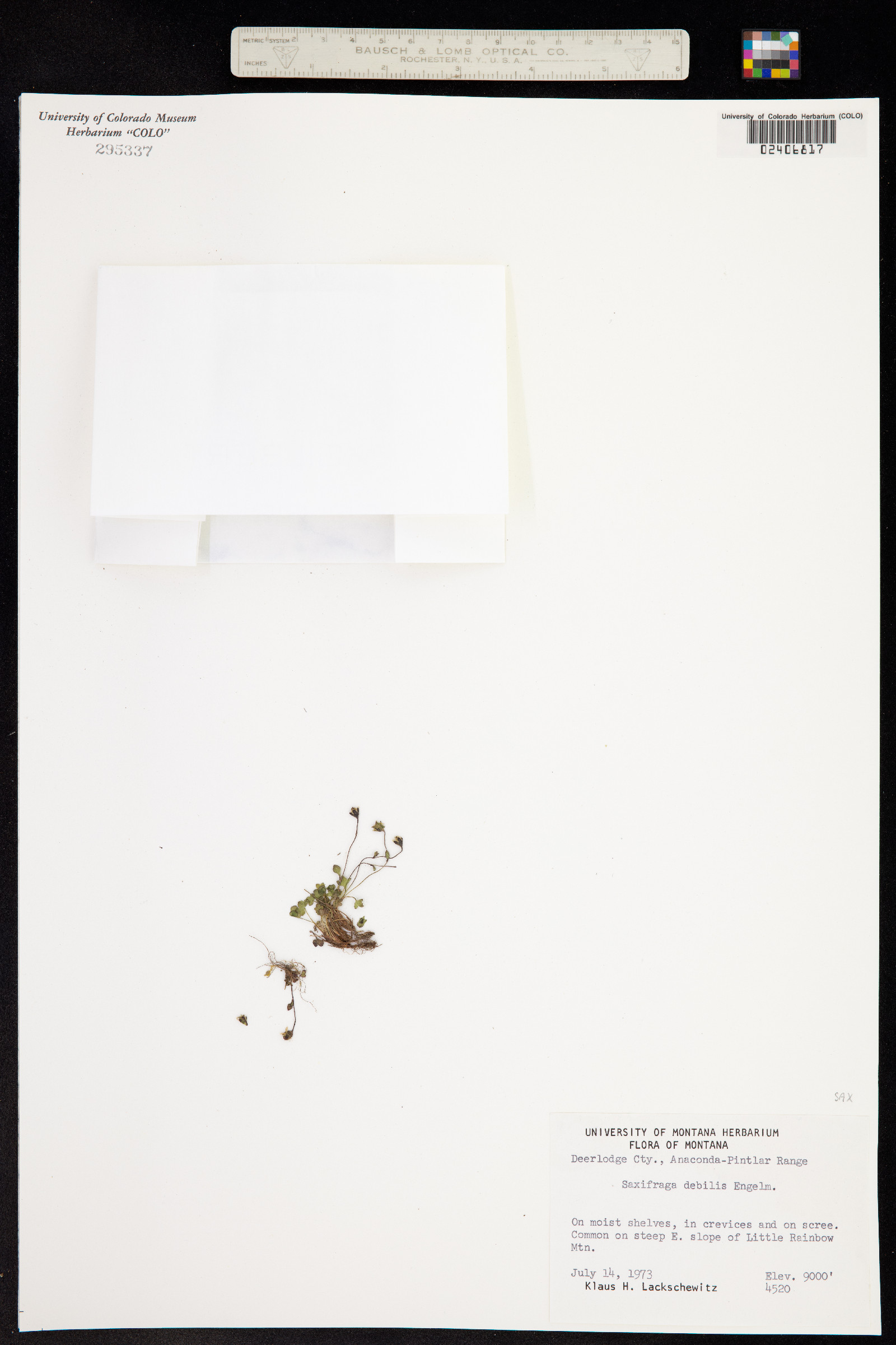 Saxifraga debilis image