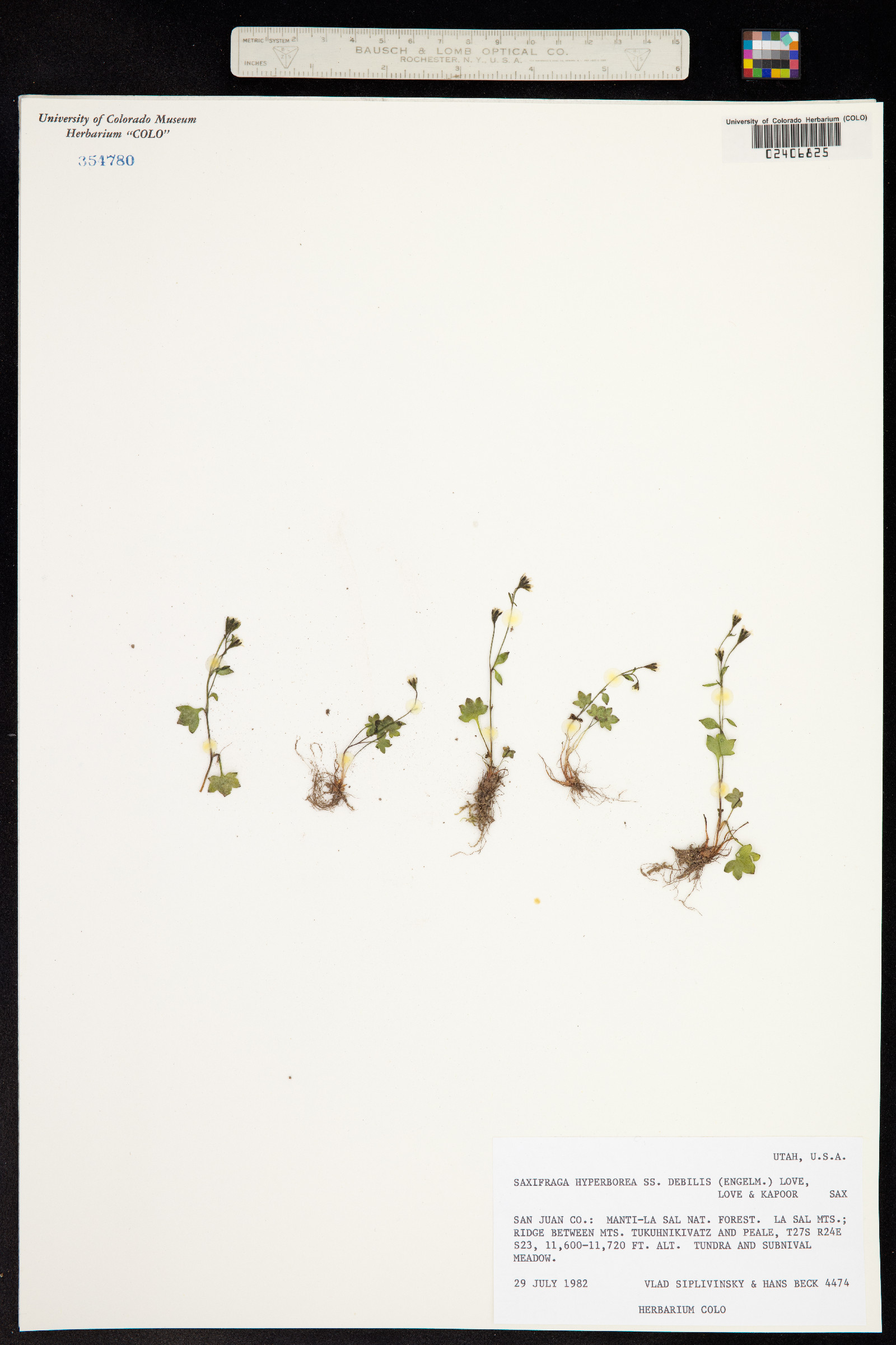 Saxifraga hyperborea image