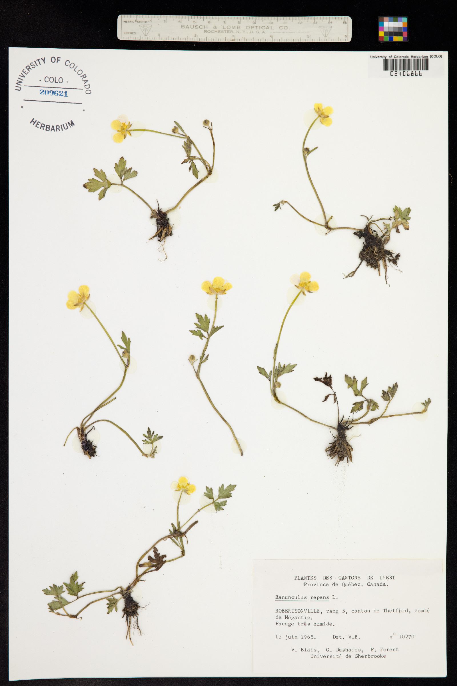 Ranunculus repens image