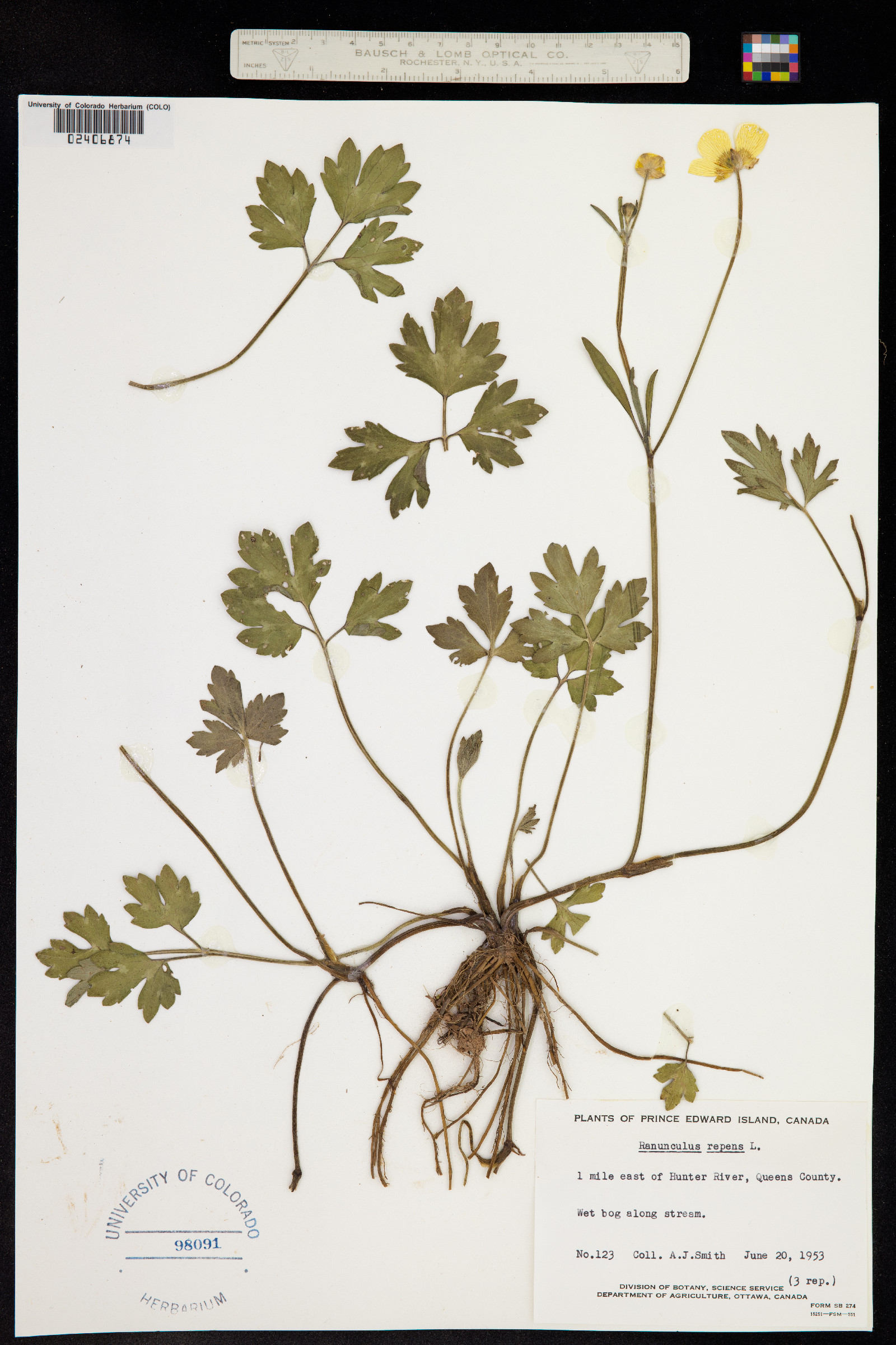 Ranunculus repens image