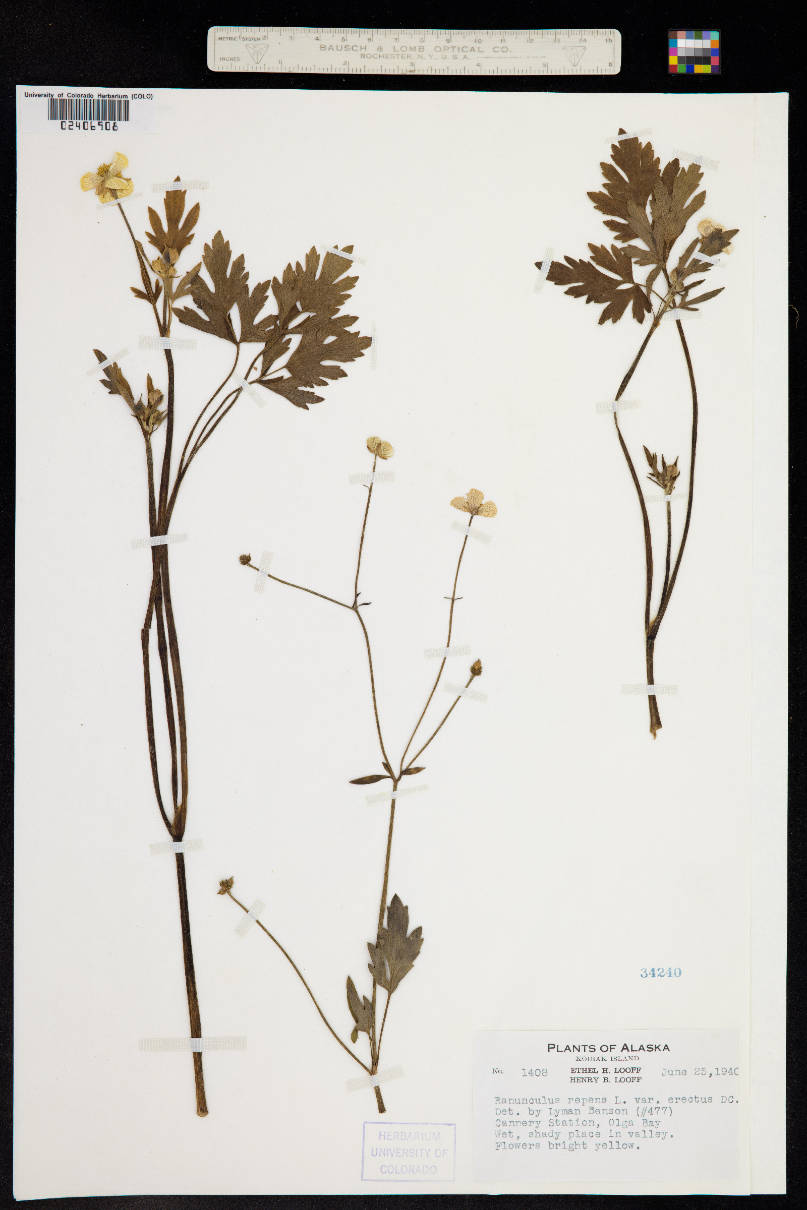 Ranunculus repens image