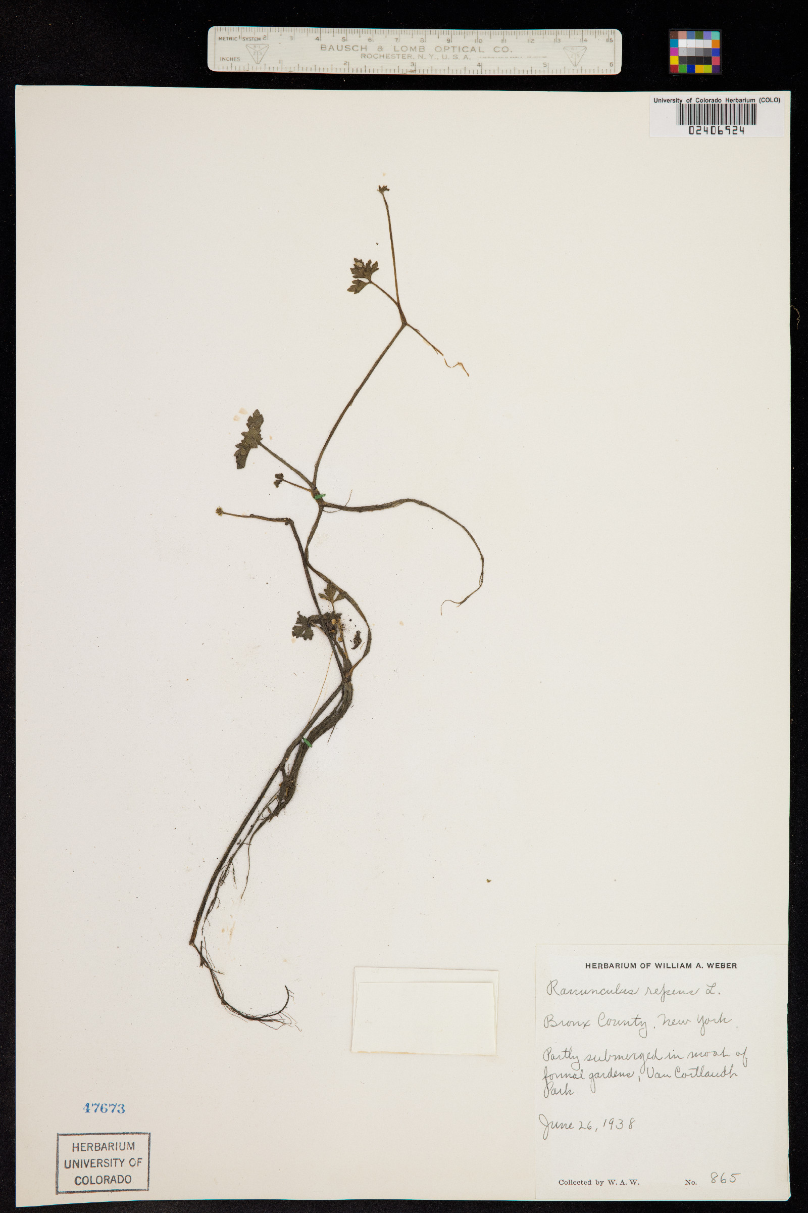 Ranunculus repens image