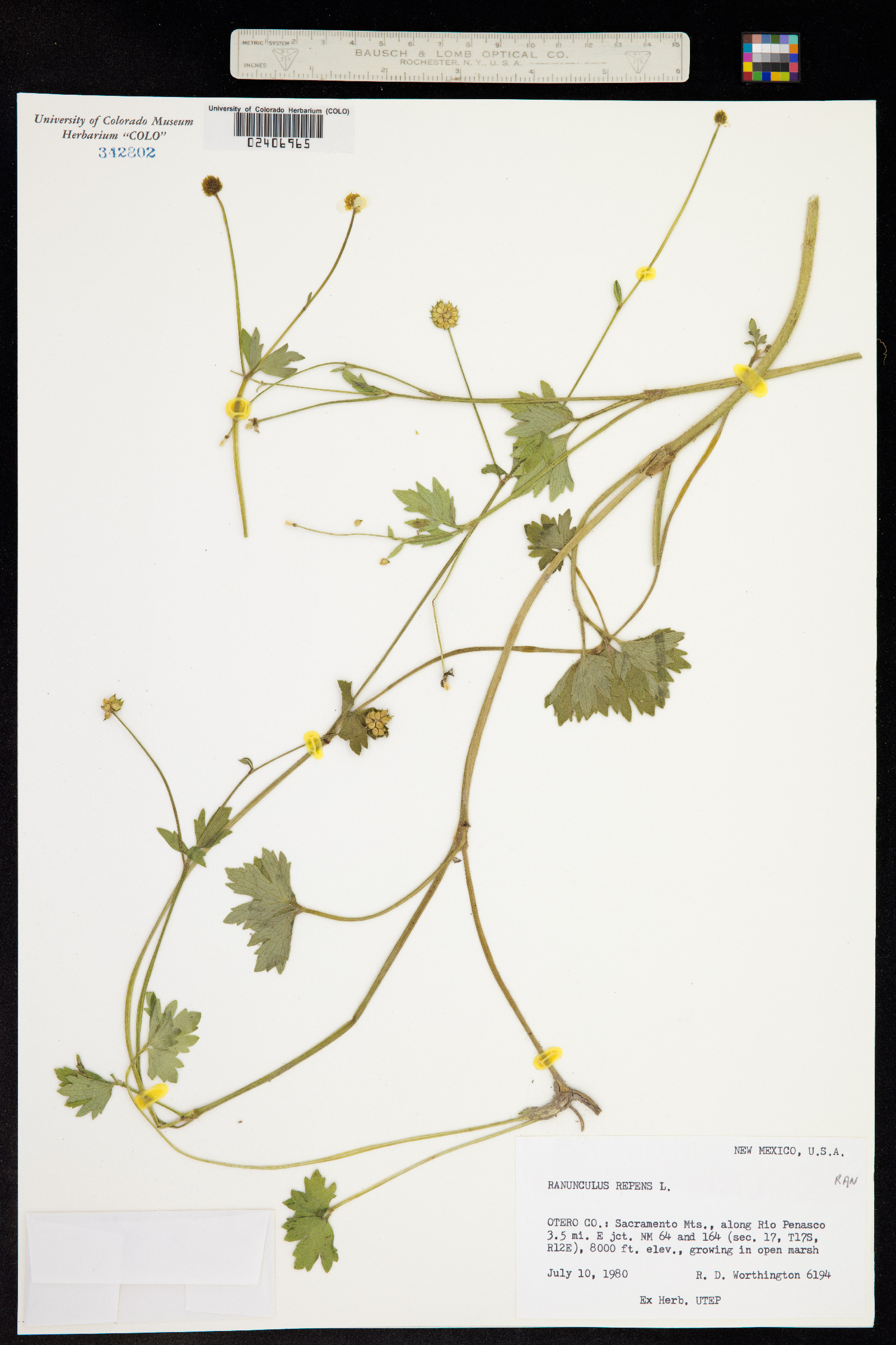 Ranunculus repens image
