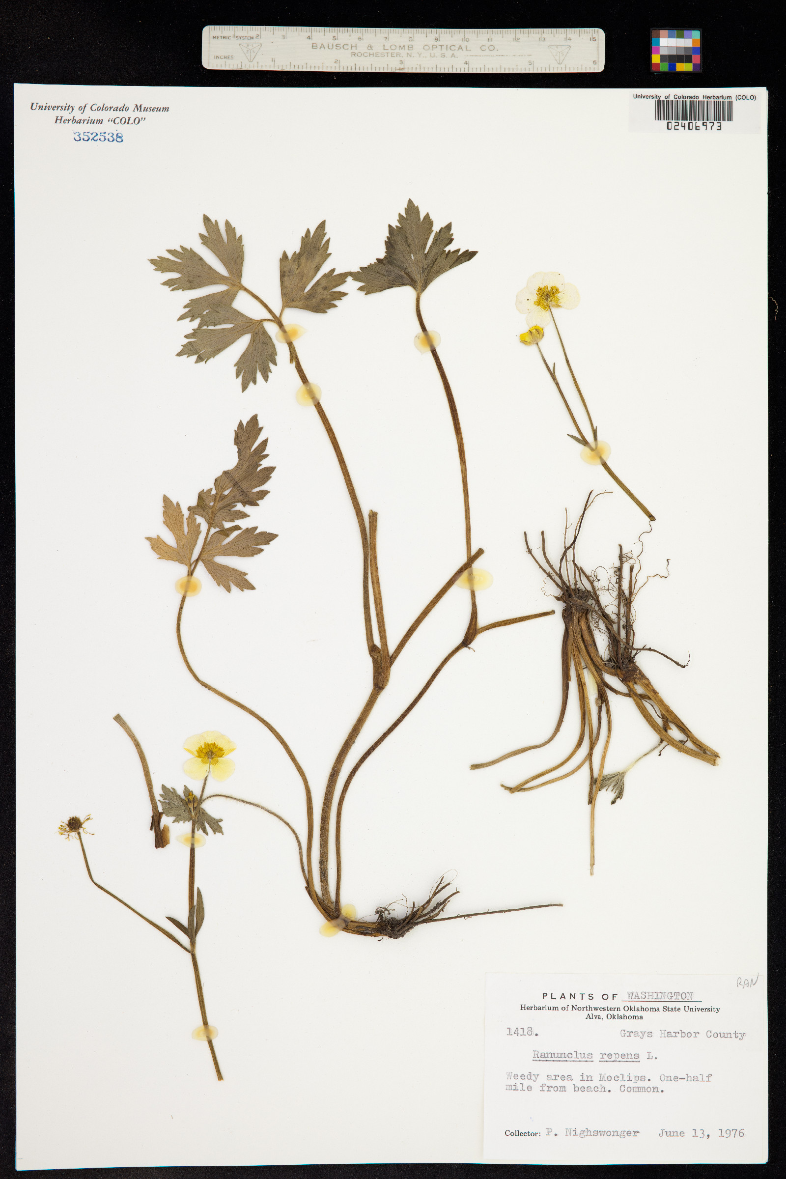 Ranunculus repens image