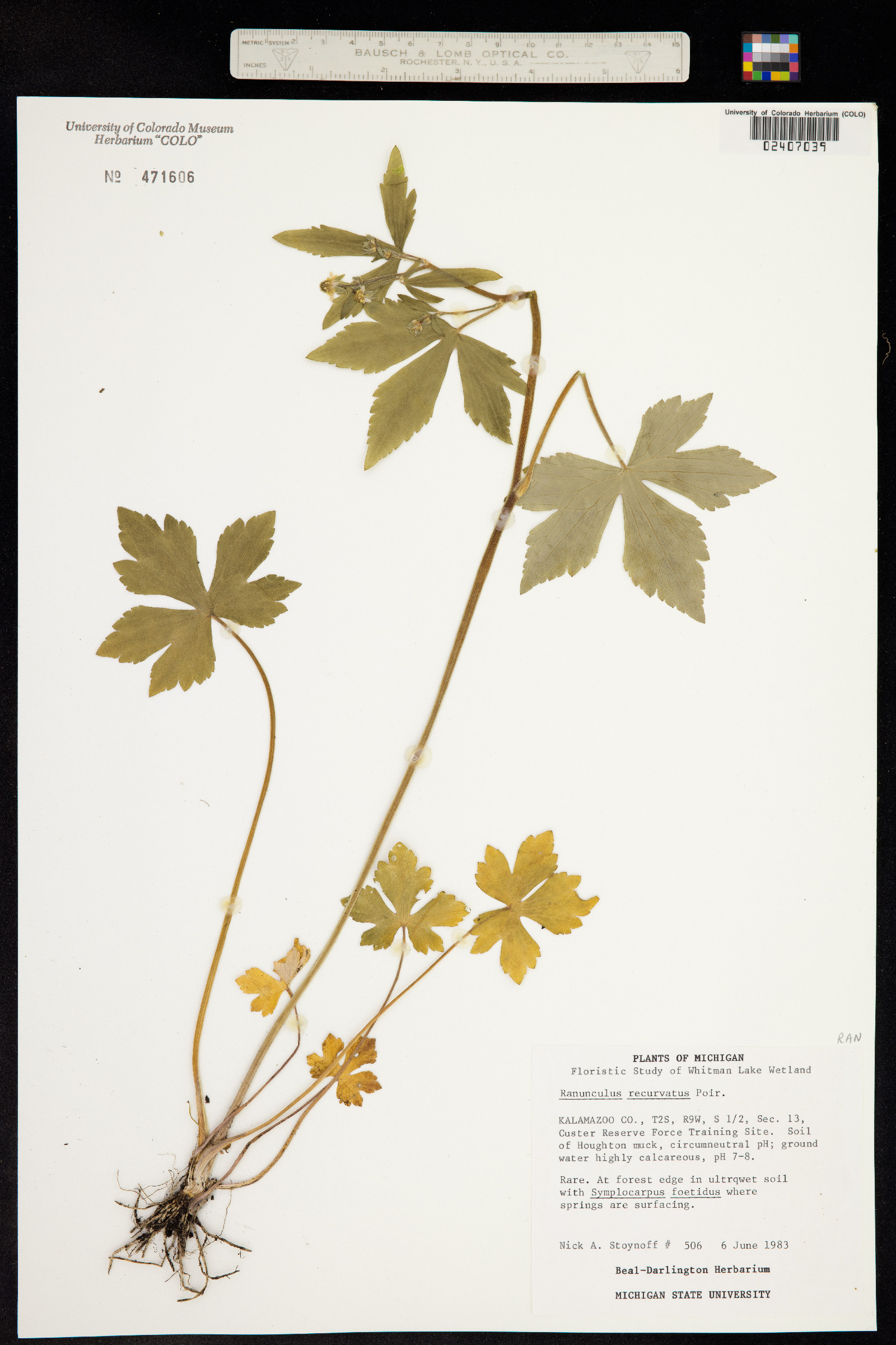 Ranunculus recurvatus image