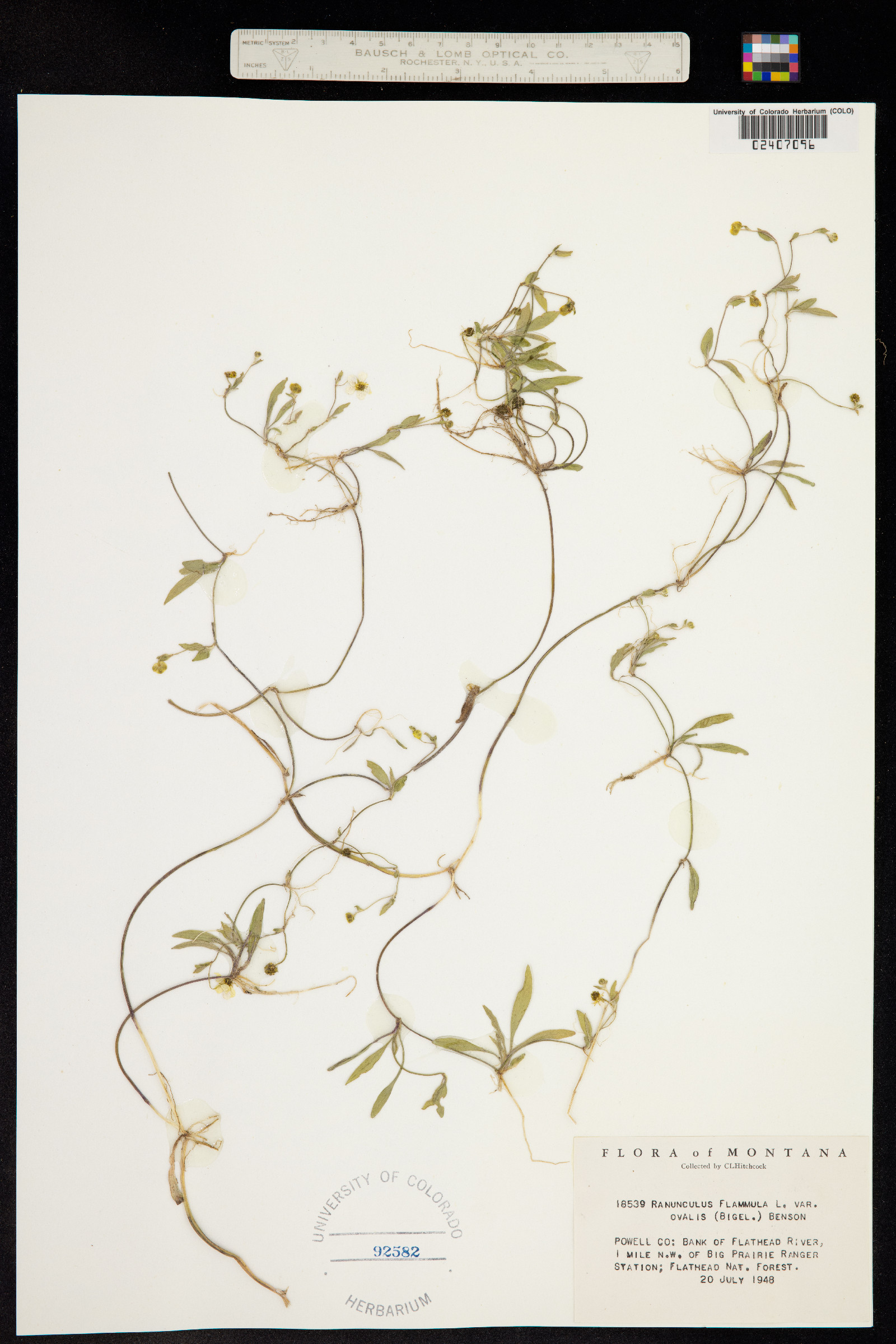 Ranunculus flammula image
