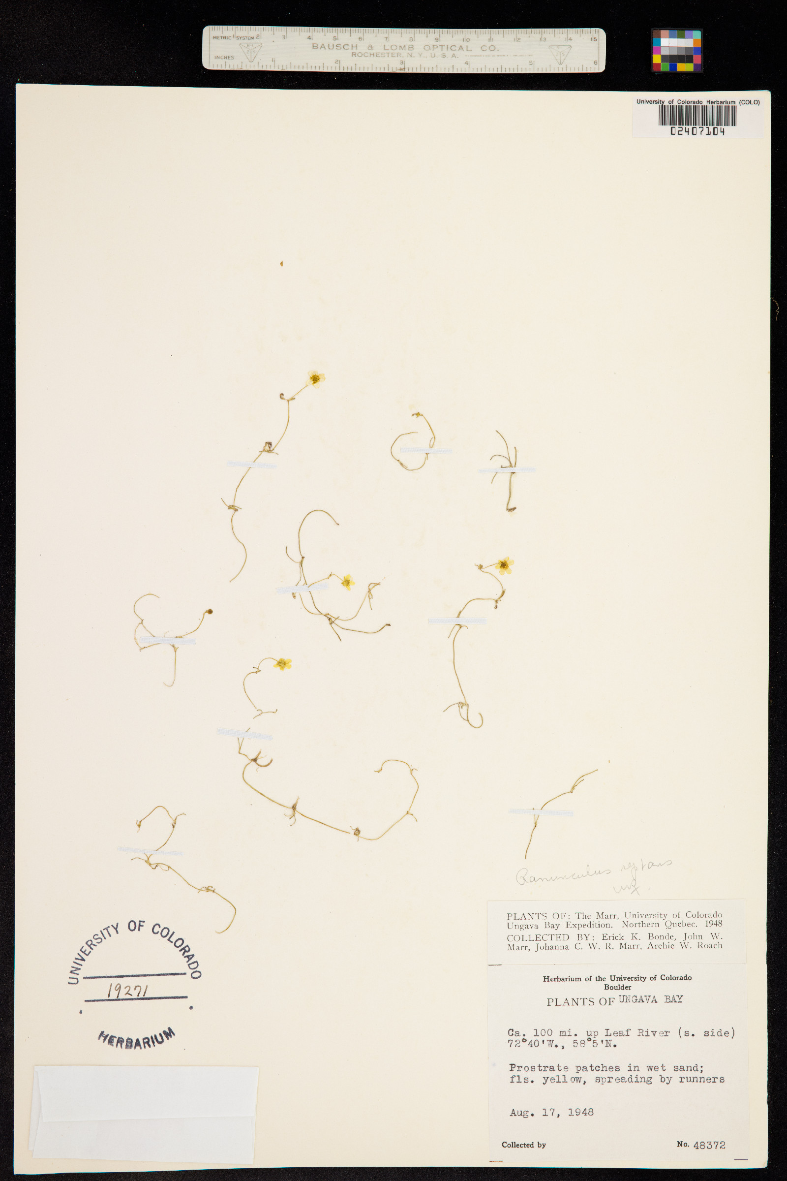 Ranunculus flammula image