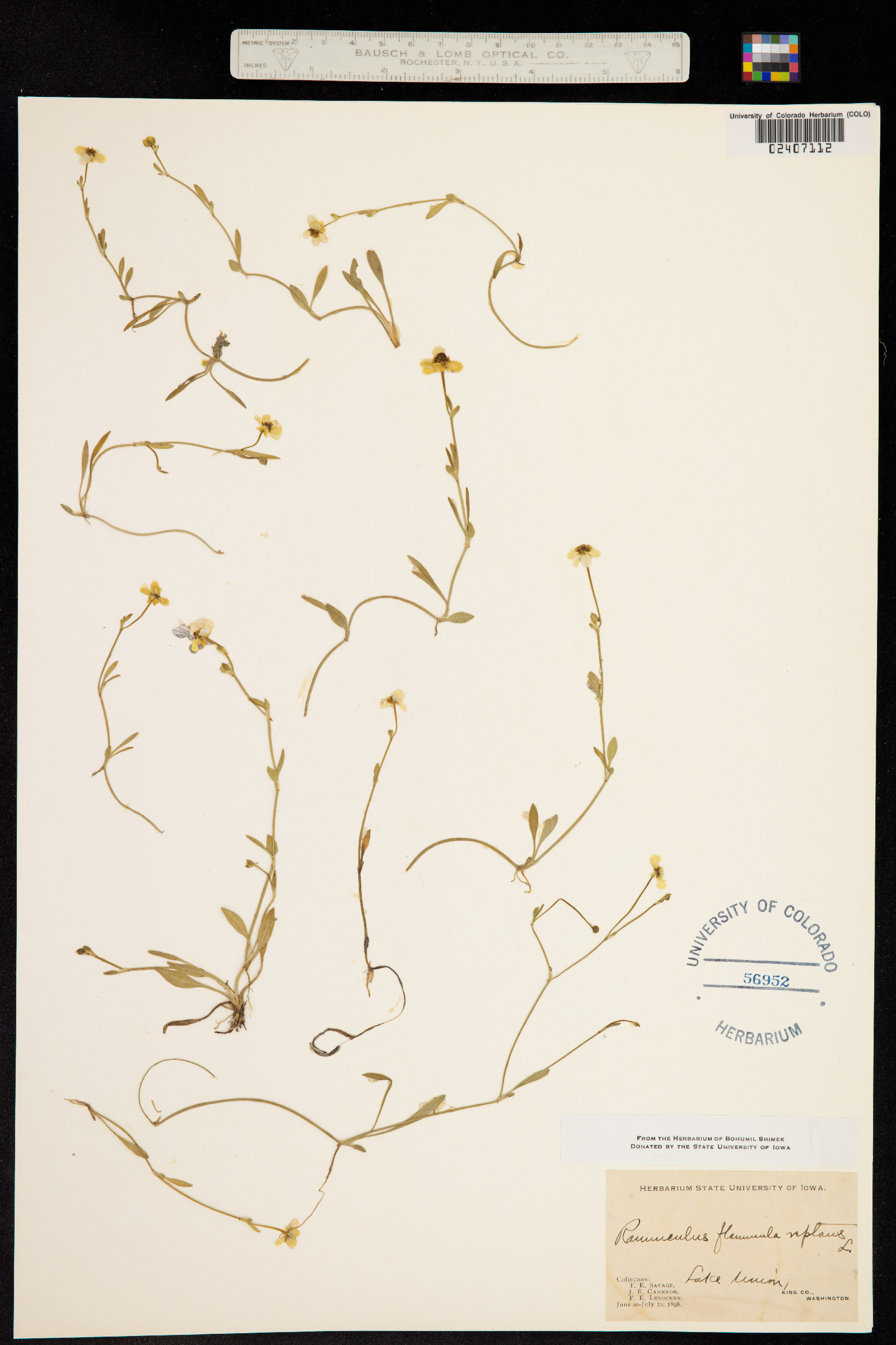 Ranunculus flammula var. reptans image