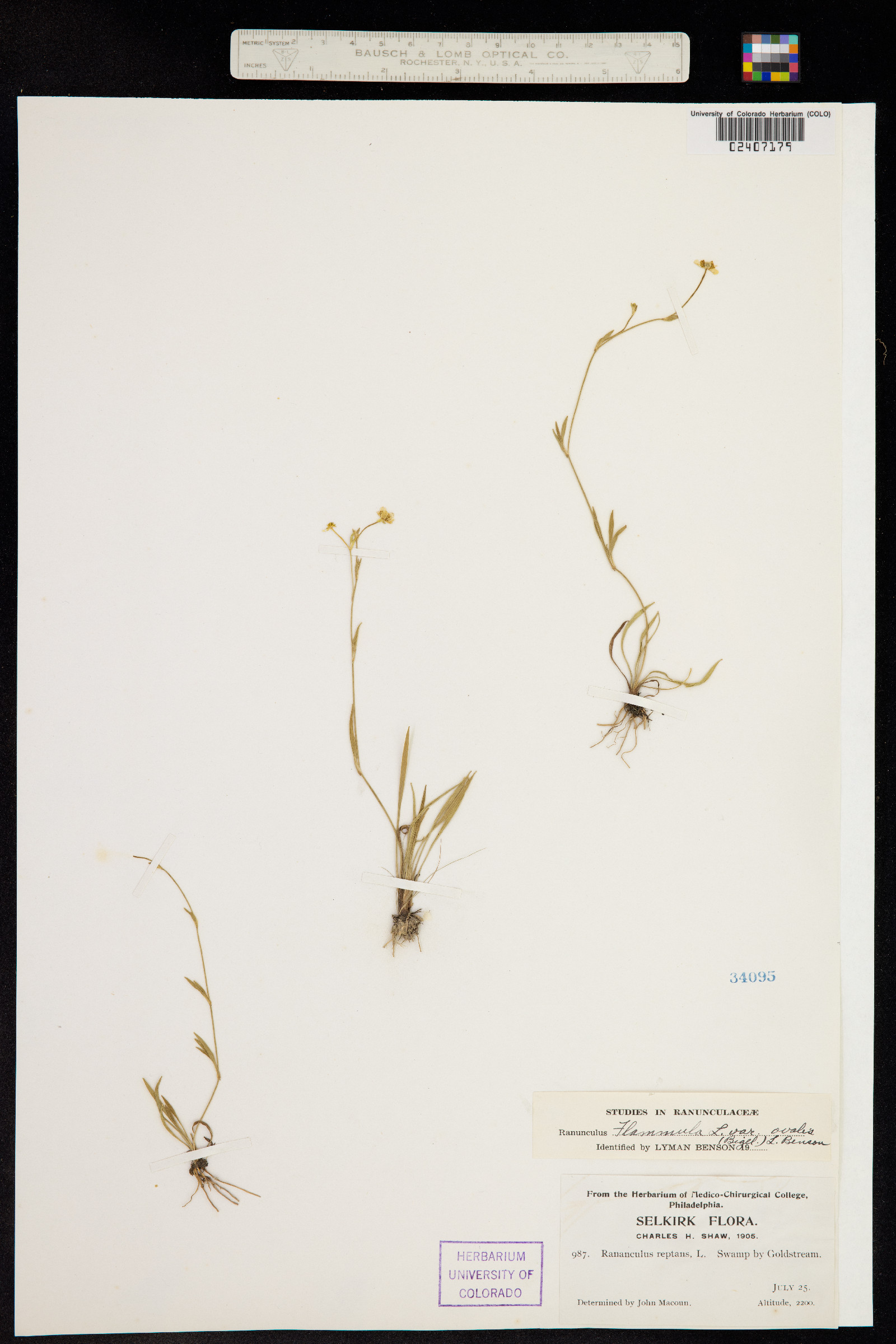 Ranunculus flammula image