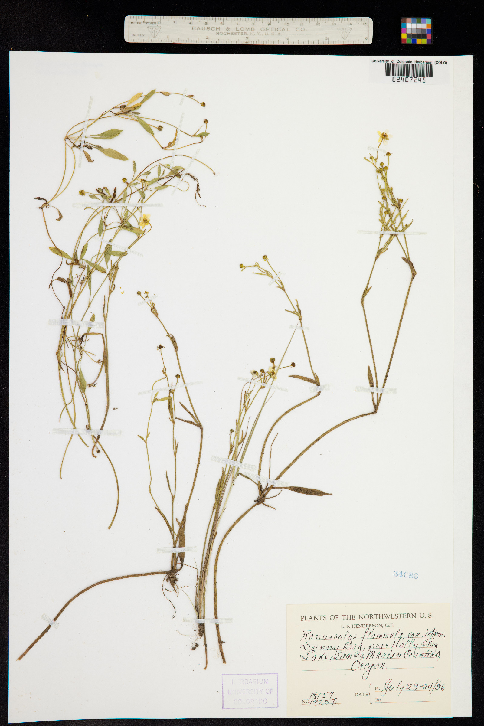Ranunculus flammula image