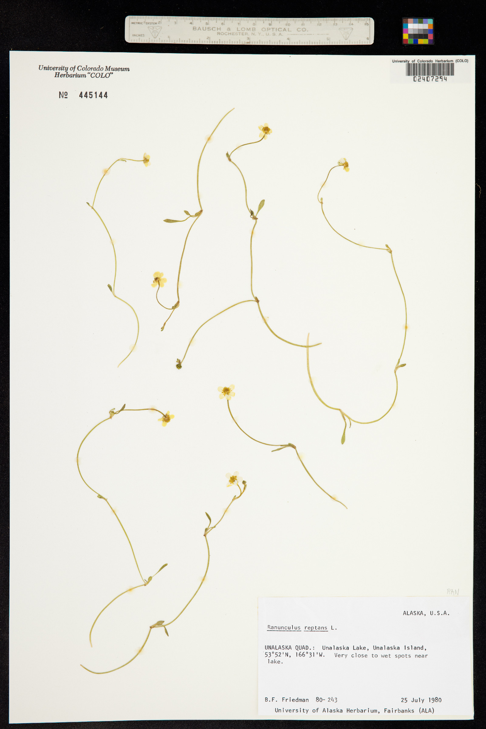 Ranunculus flammula image