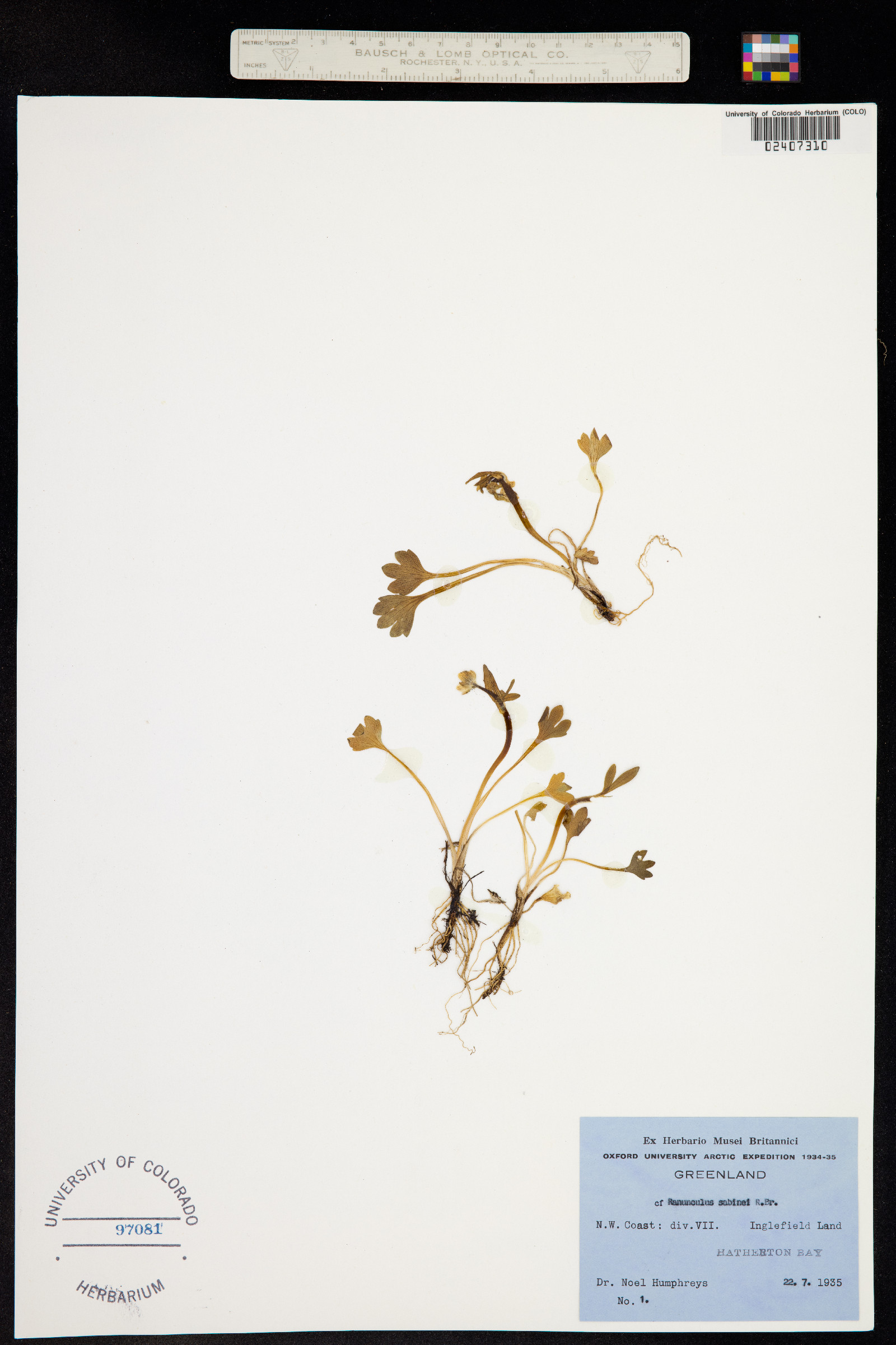 Ranunculus sabinei image
