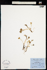 Image of Ranunculus sabinei
