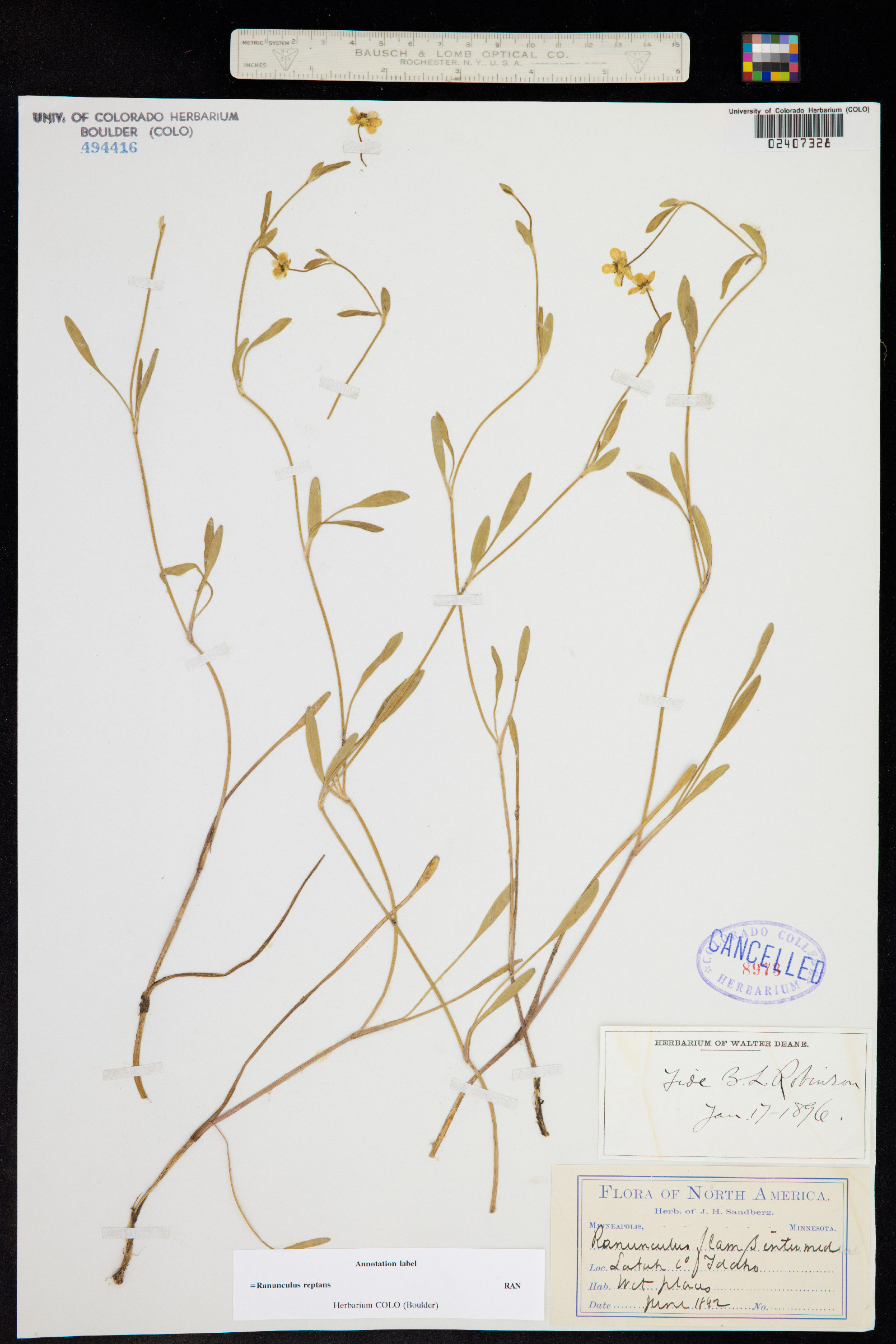 Ranunculus flammula var. reptans image
