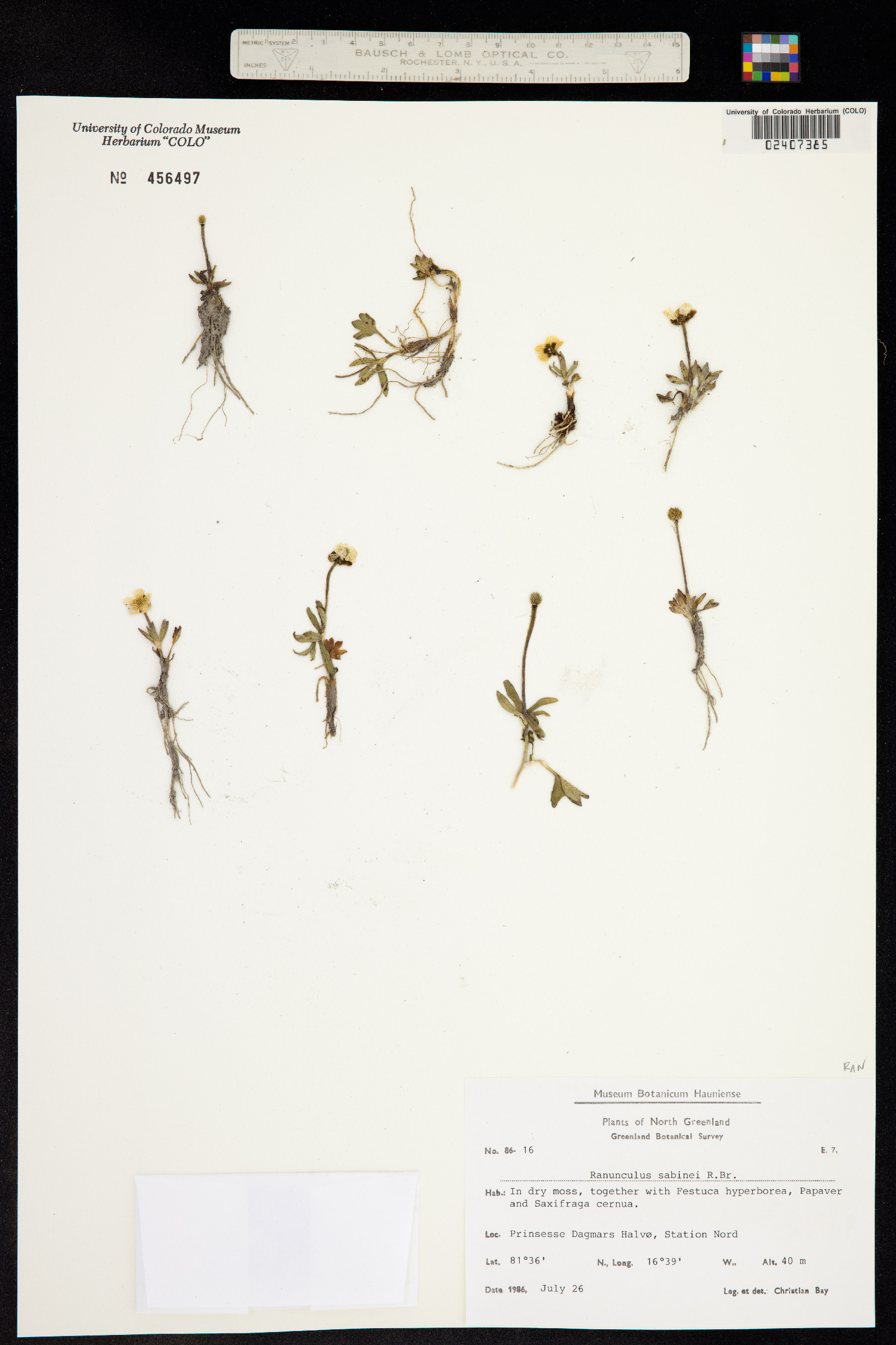Ranunculus sabinei image