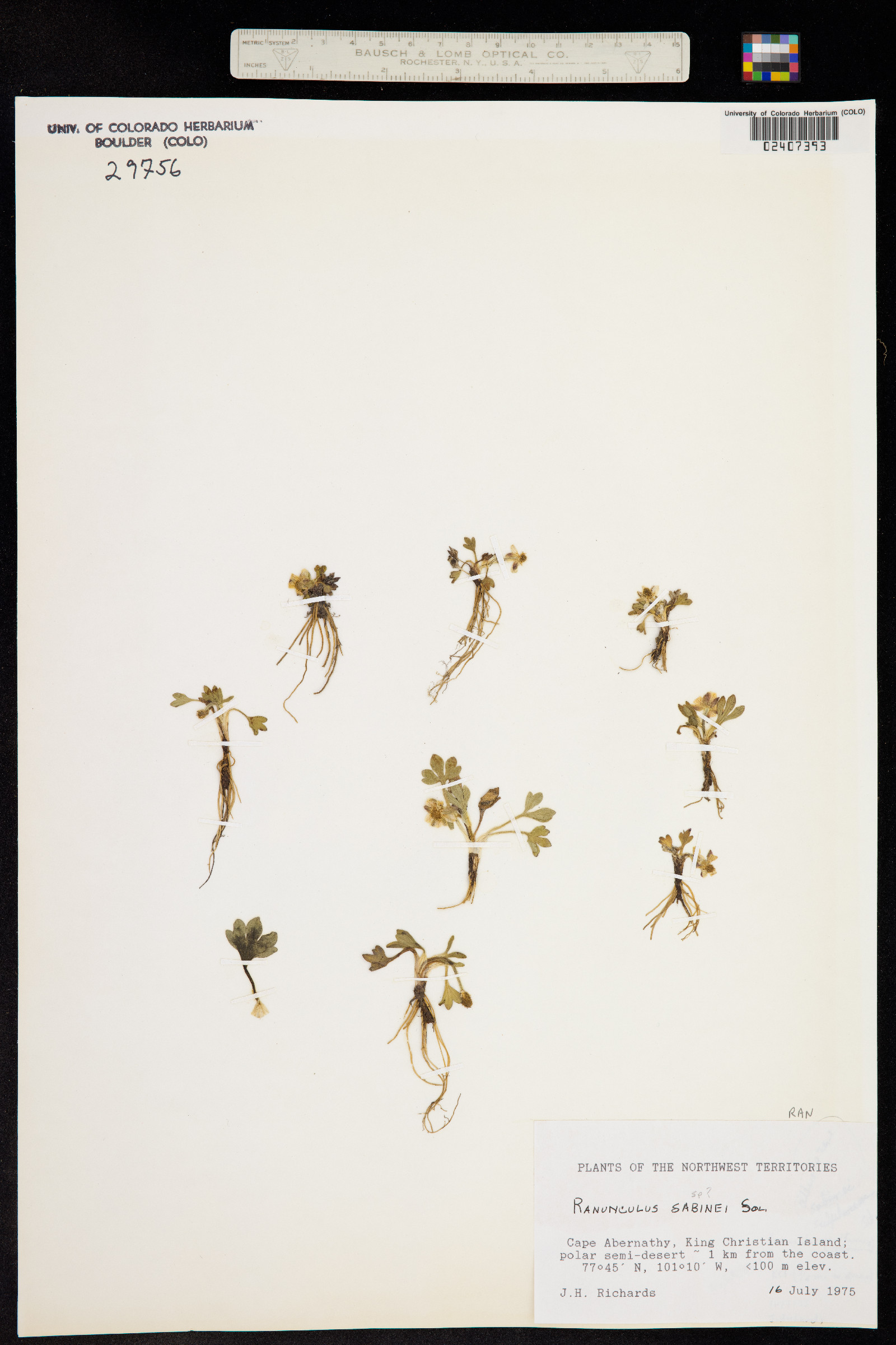 Ranunculus sabinei image