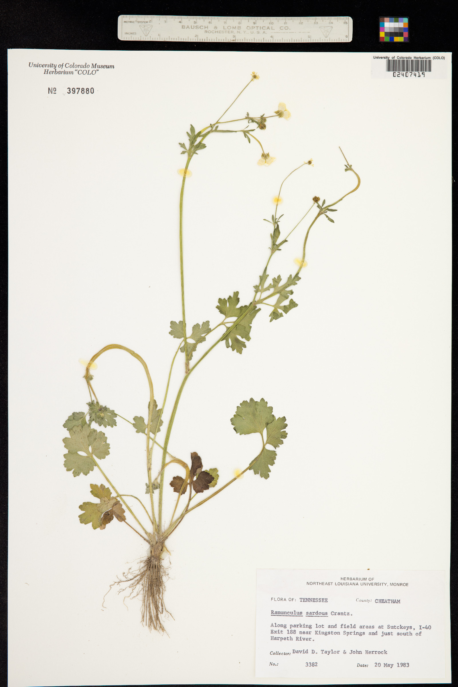 Ranunculus sardous image