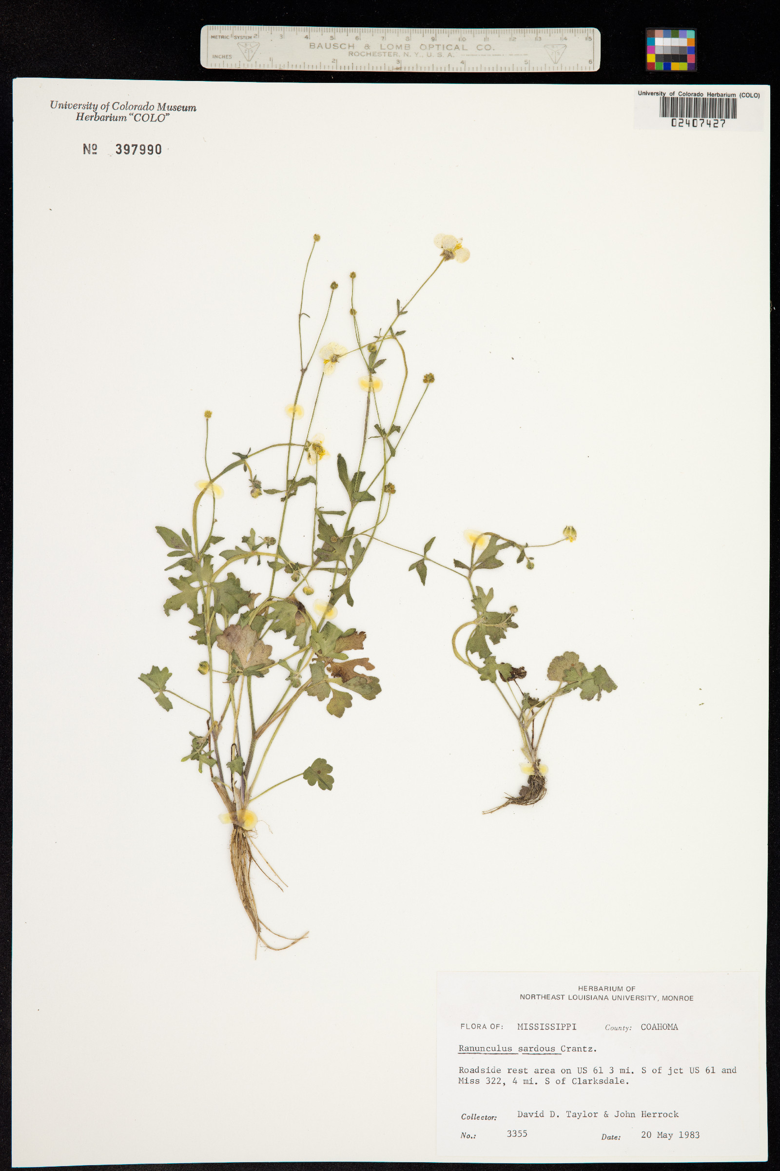Ranunculus sardous image