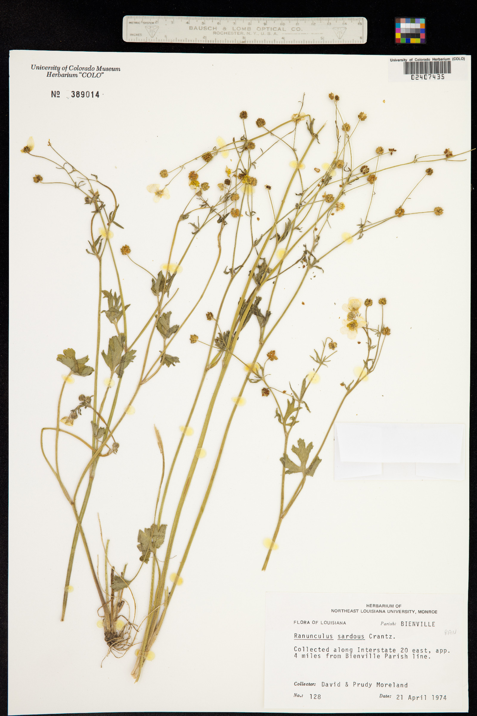 Ranunculus sardous image