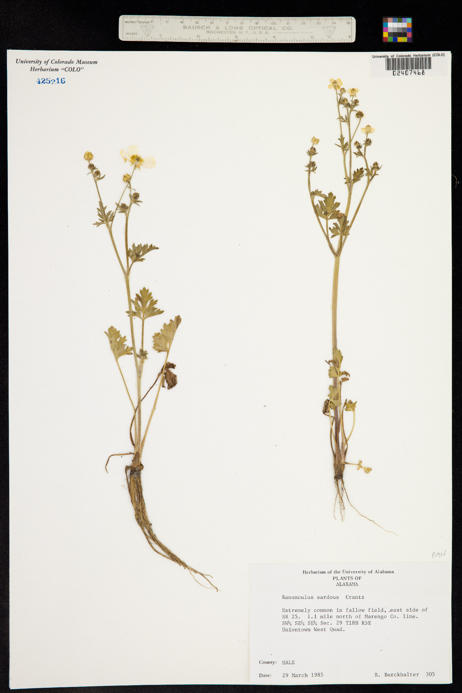 Ranunculus sardous image