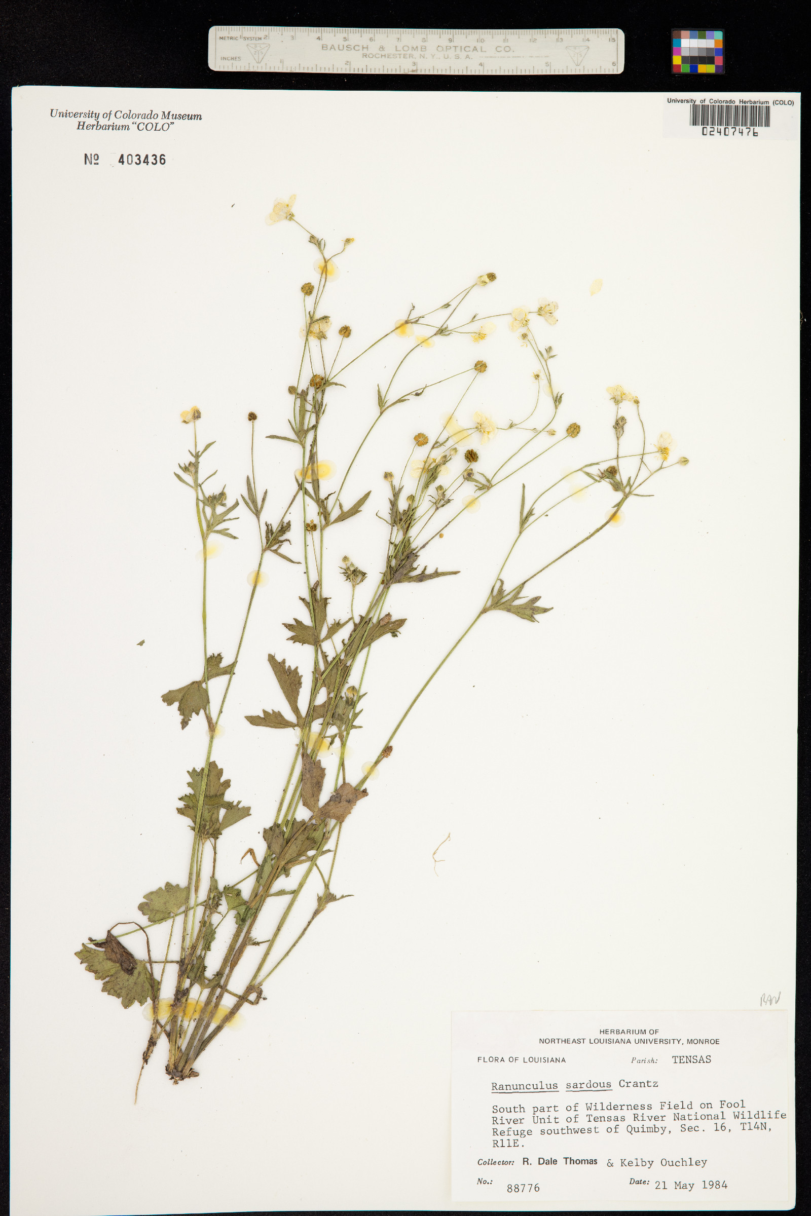 Ranunculus sardous image