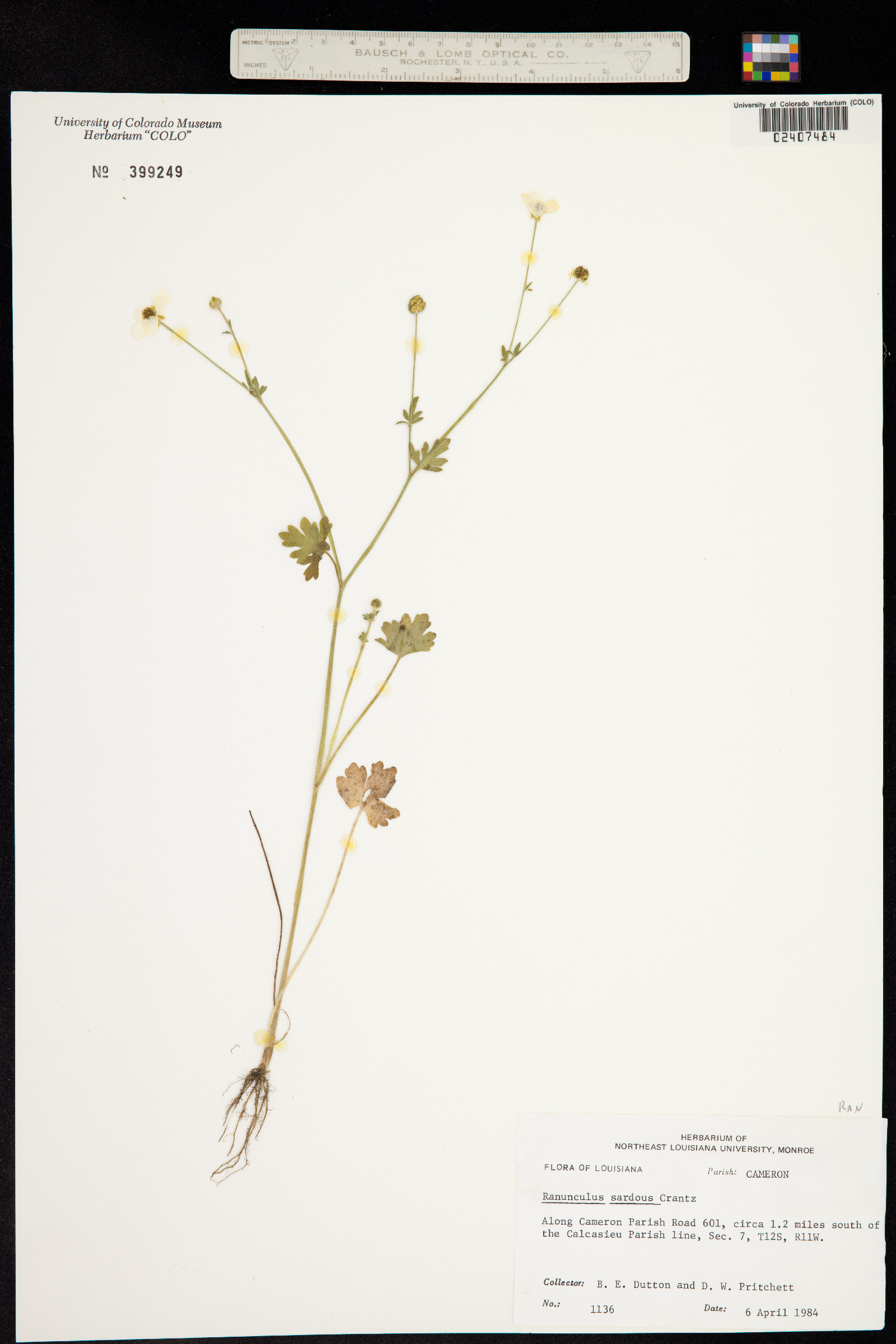 Ranunculus sardous image