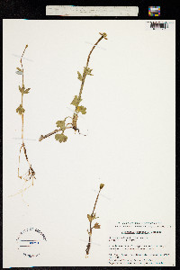 Ranunculus sulphureus image