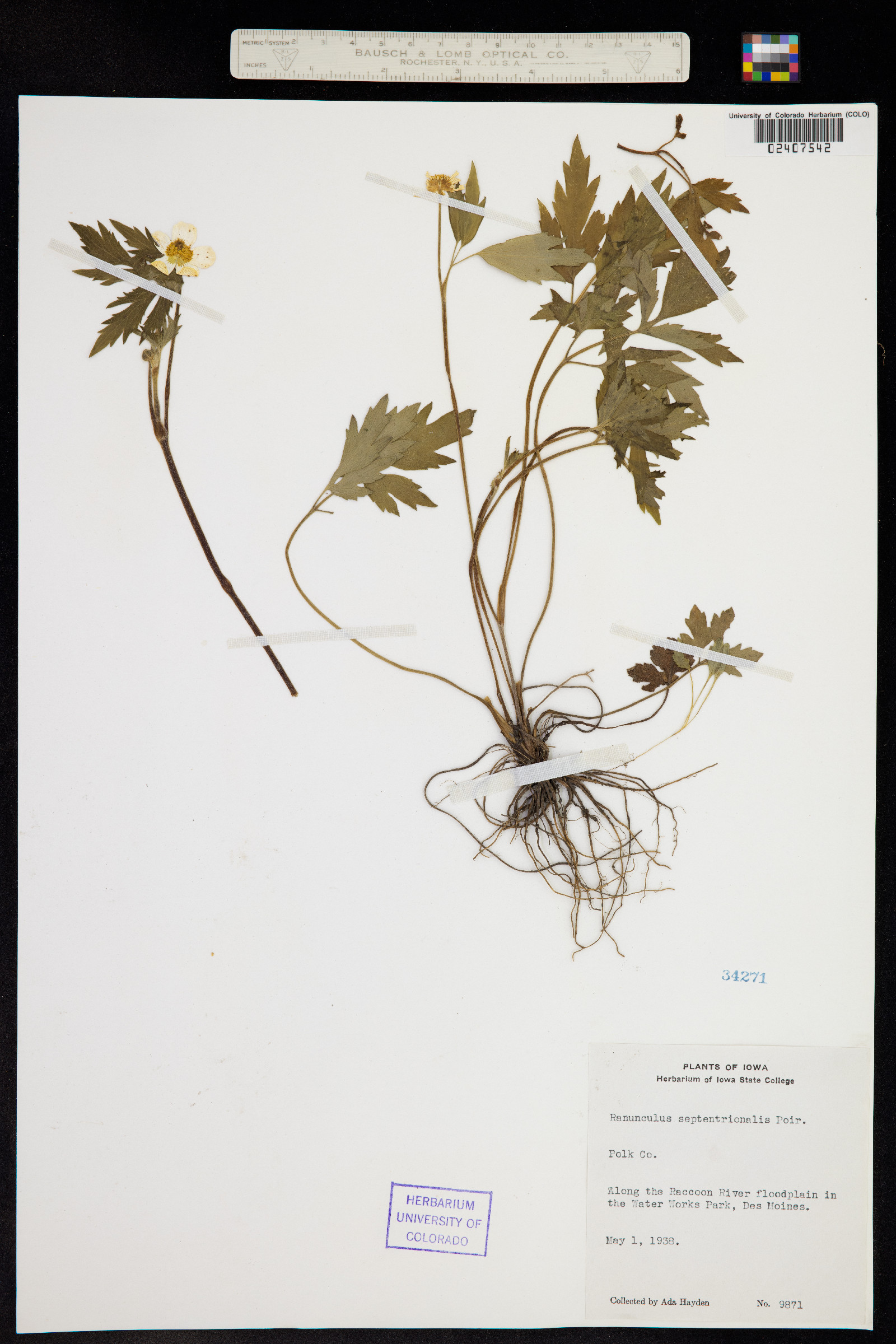 Ranunculus septentrionalis image