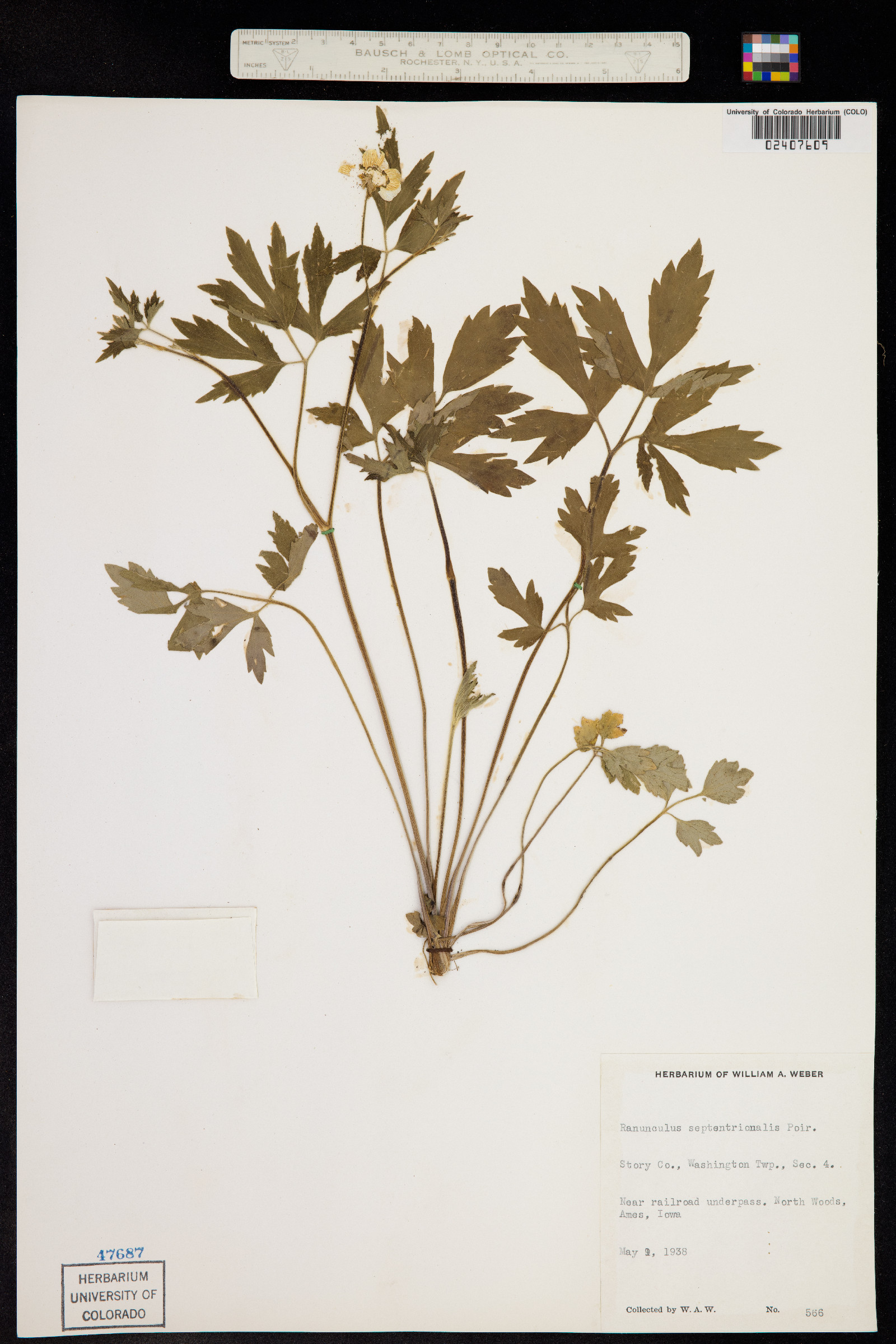 Ranunculus hispidus image