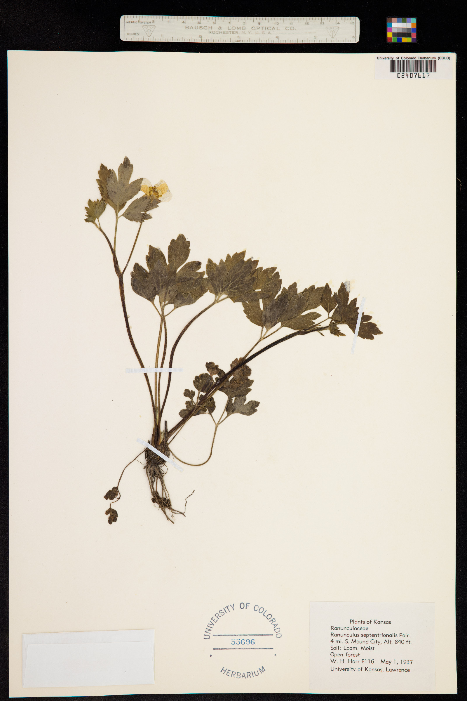 Ranunculus hispidus var. nitidus image