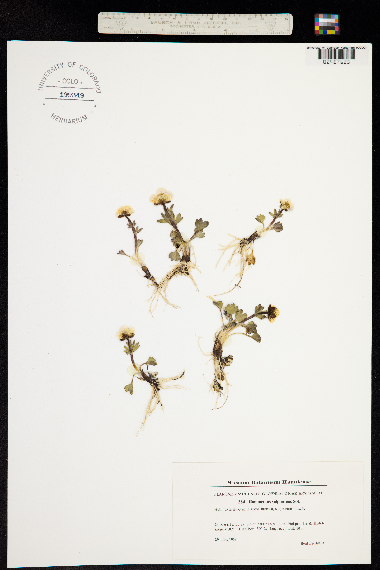 Ranunculus sulphureus image