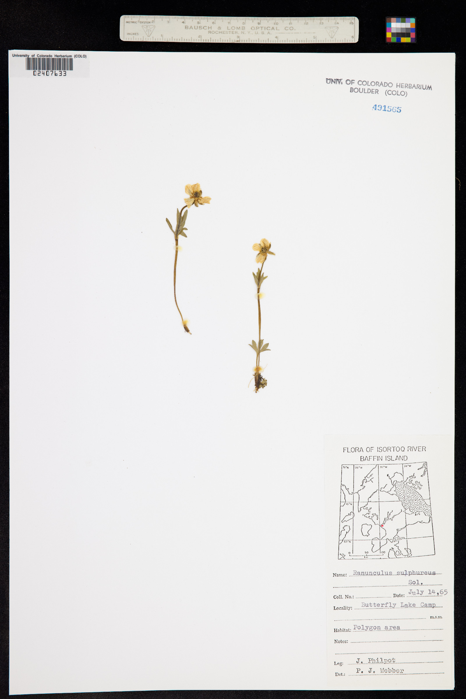 Ranunculus sulphureus image