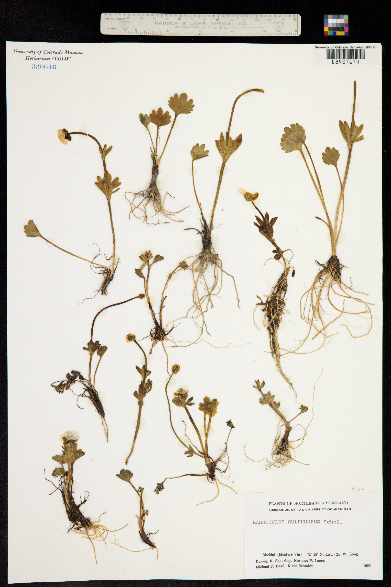 Ranunculus sulphureus image