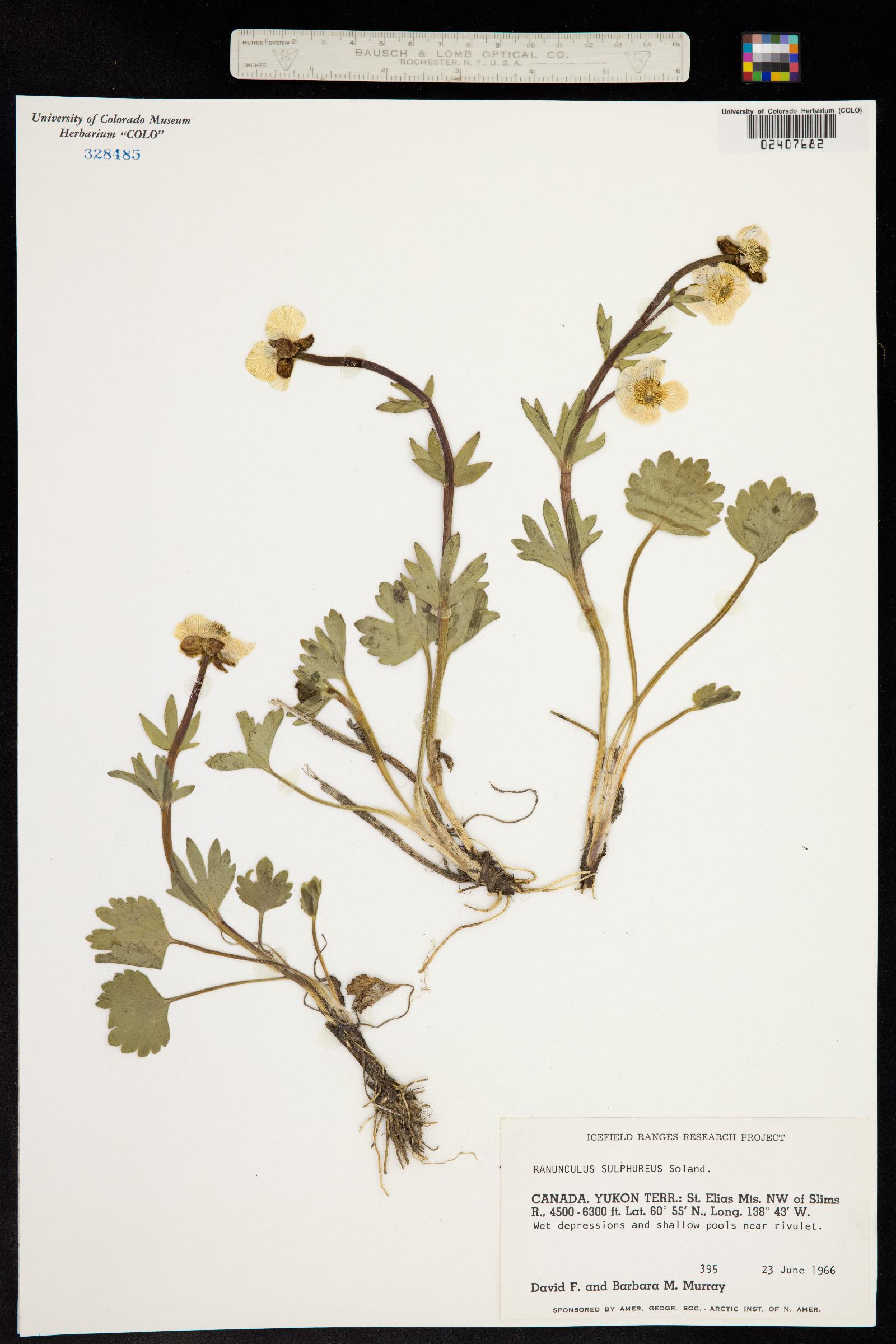 Ranunculus sulphureus image