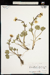 Ranunculus sulphureus image