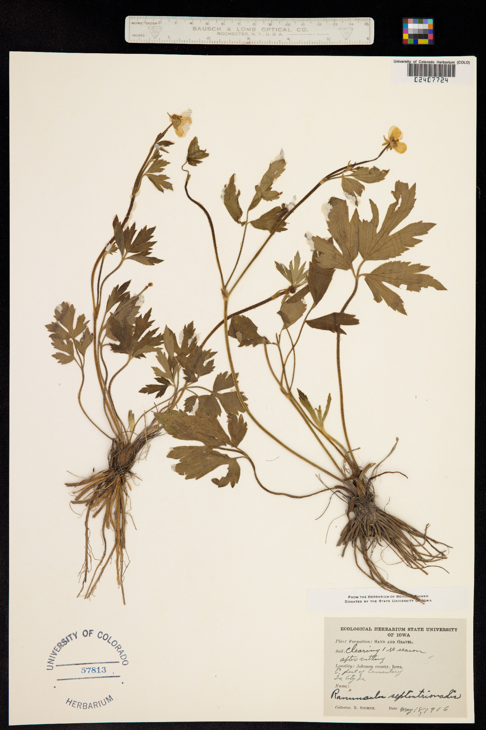 Ranunculus hispidus var. nitidus image