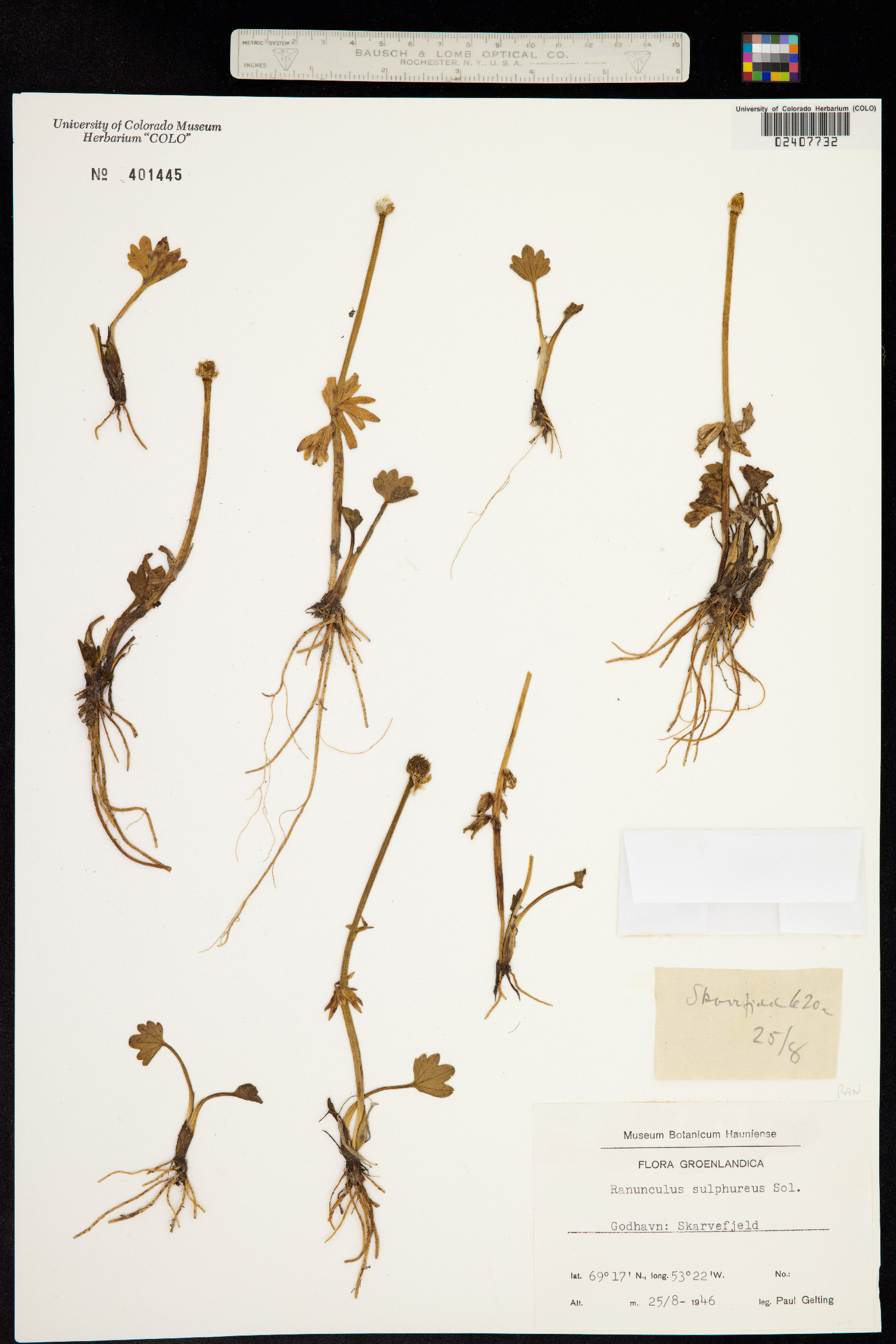 Ranunculus sulphureus image