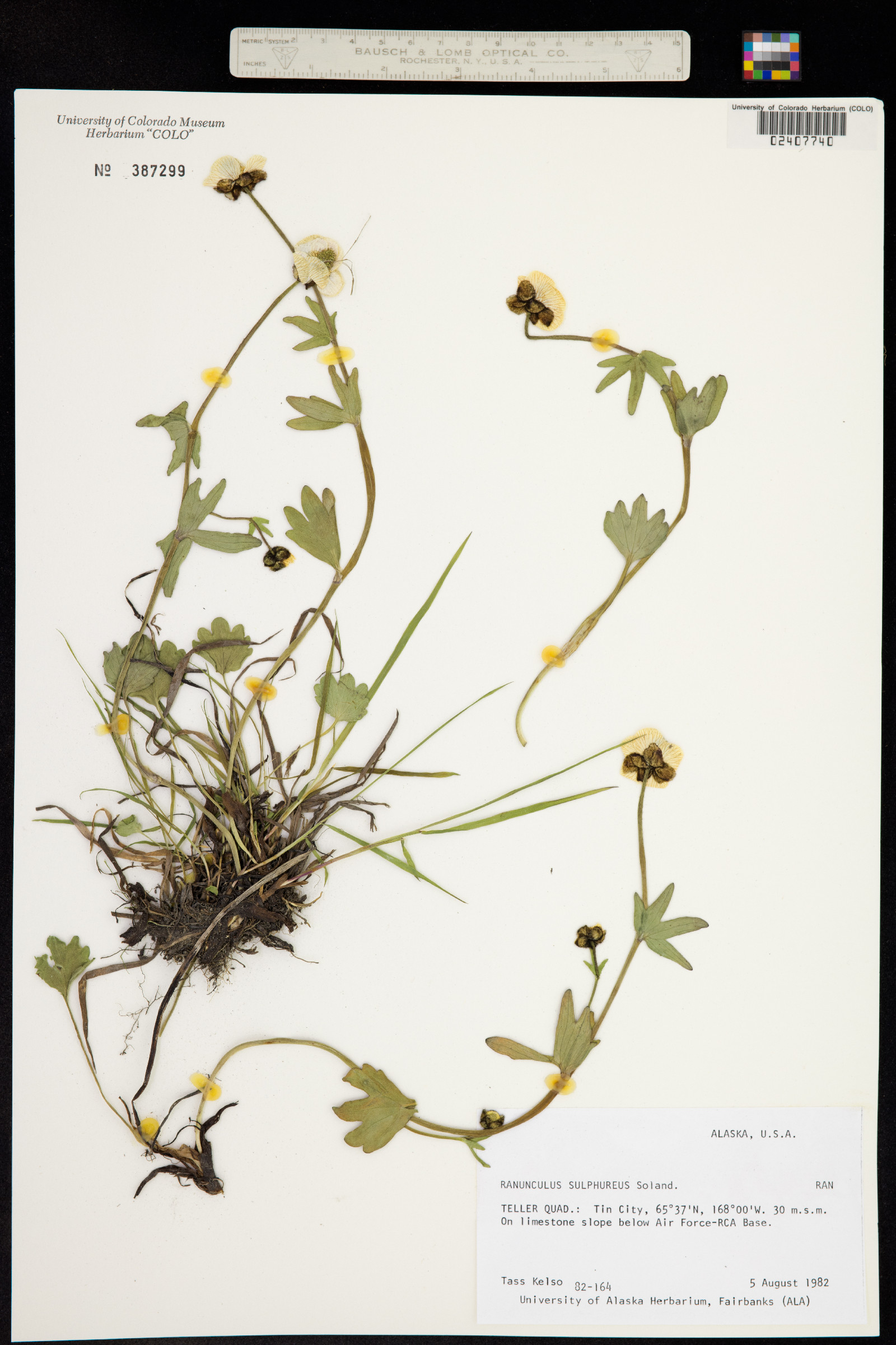 Ranunculus sulphureus image