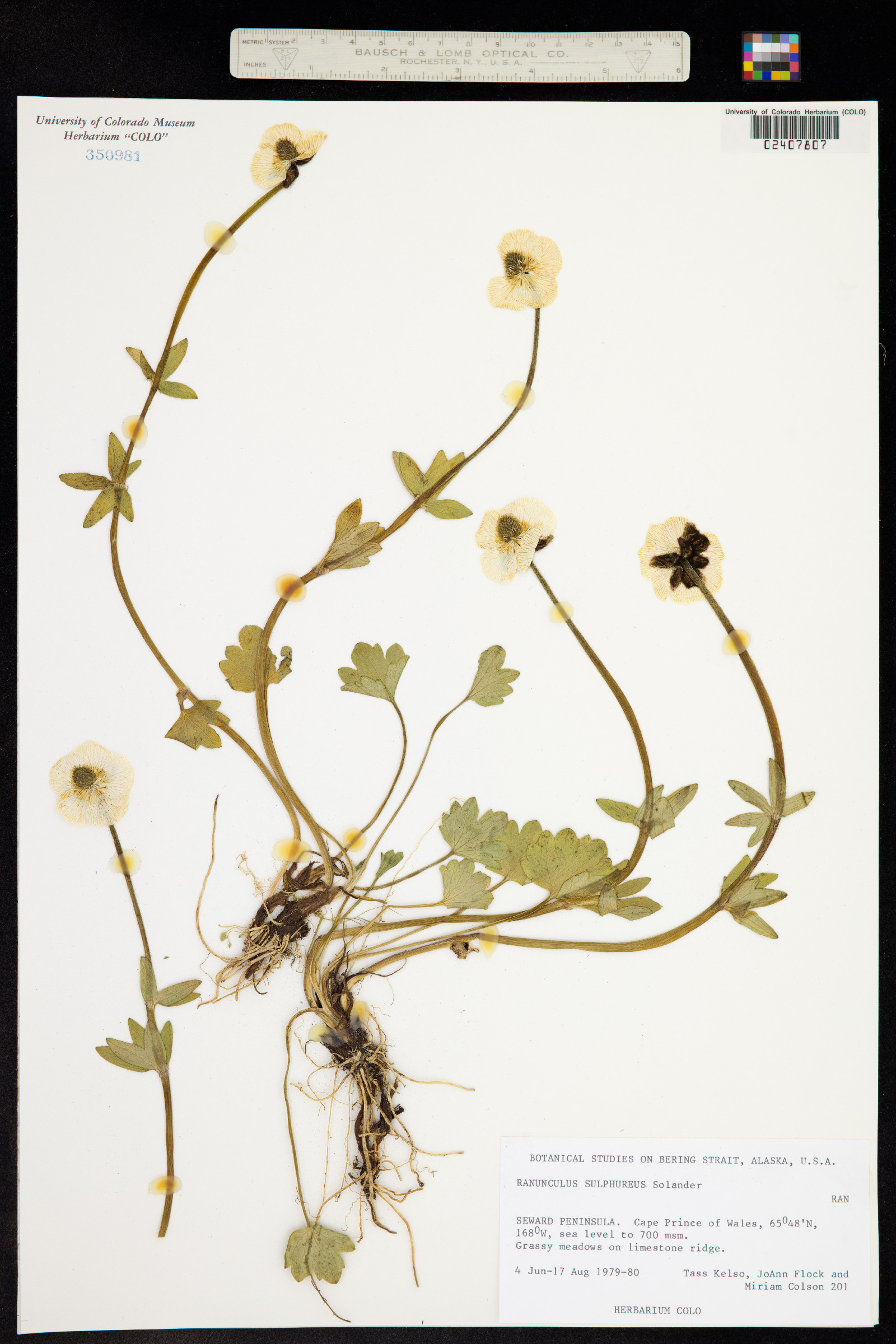 Ranunculus sulphureus image