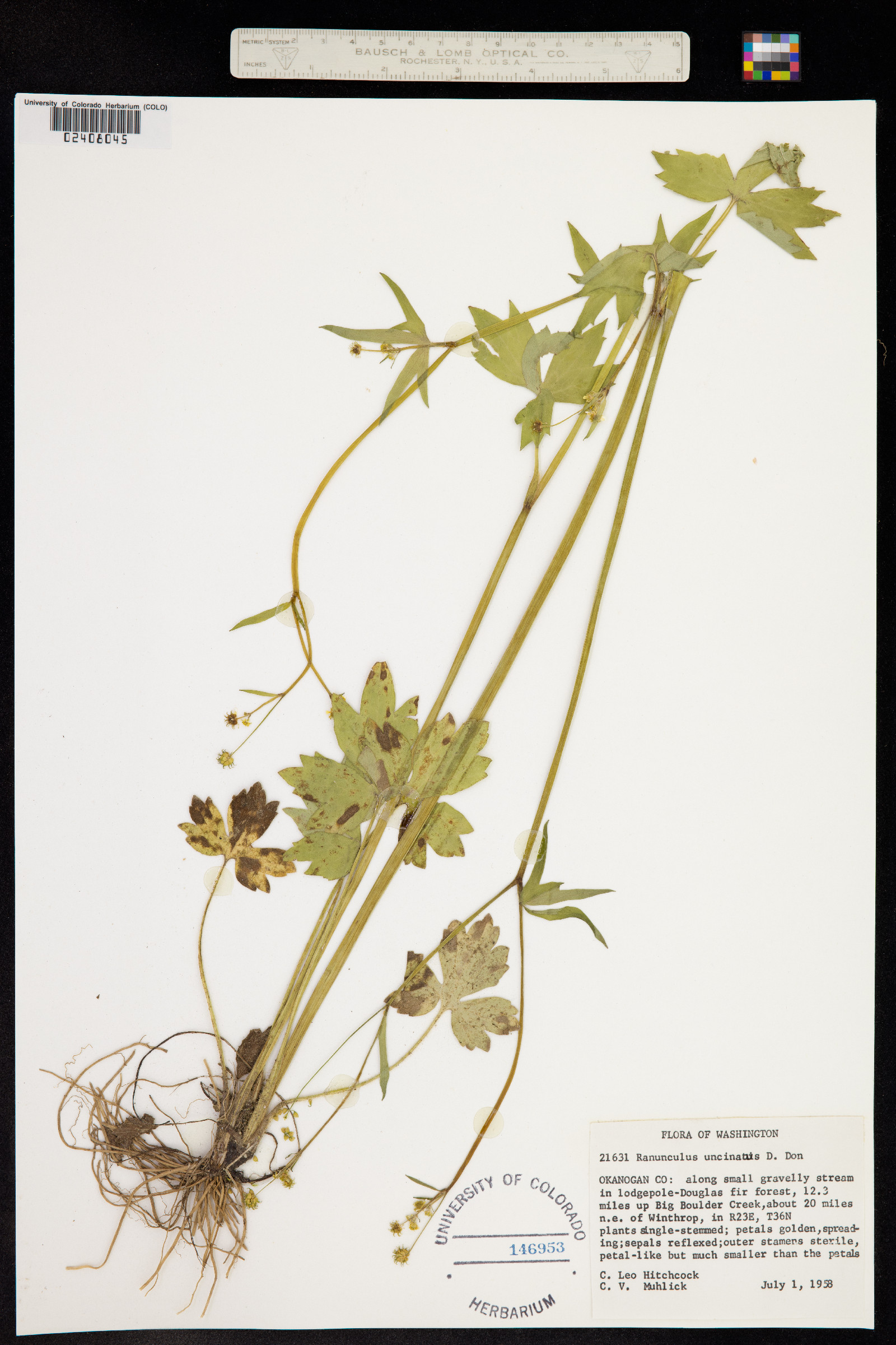 Ranunculus uncinatus image