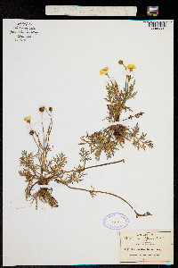Ranunculus dichotomus image