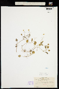 Image of Ranunculus gormanii