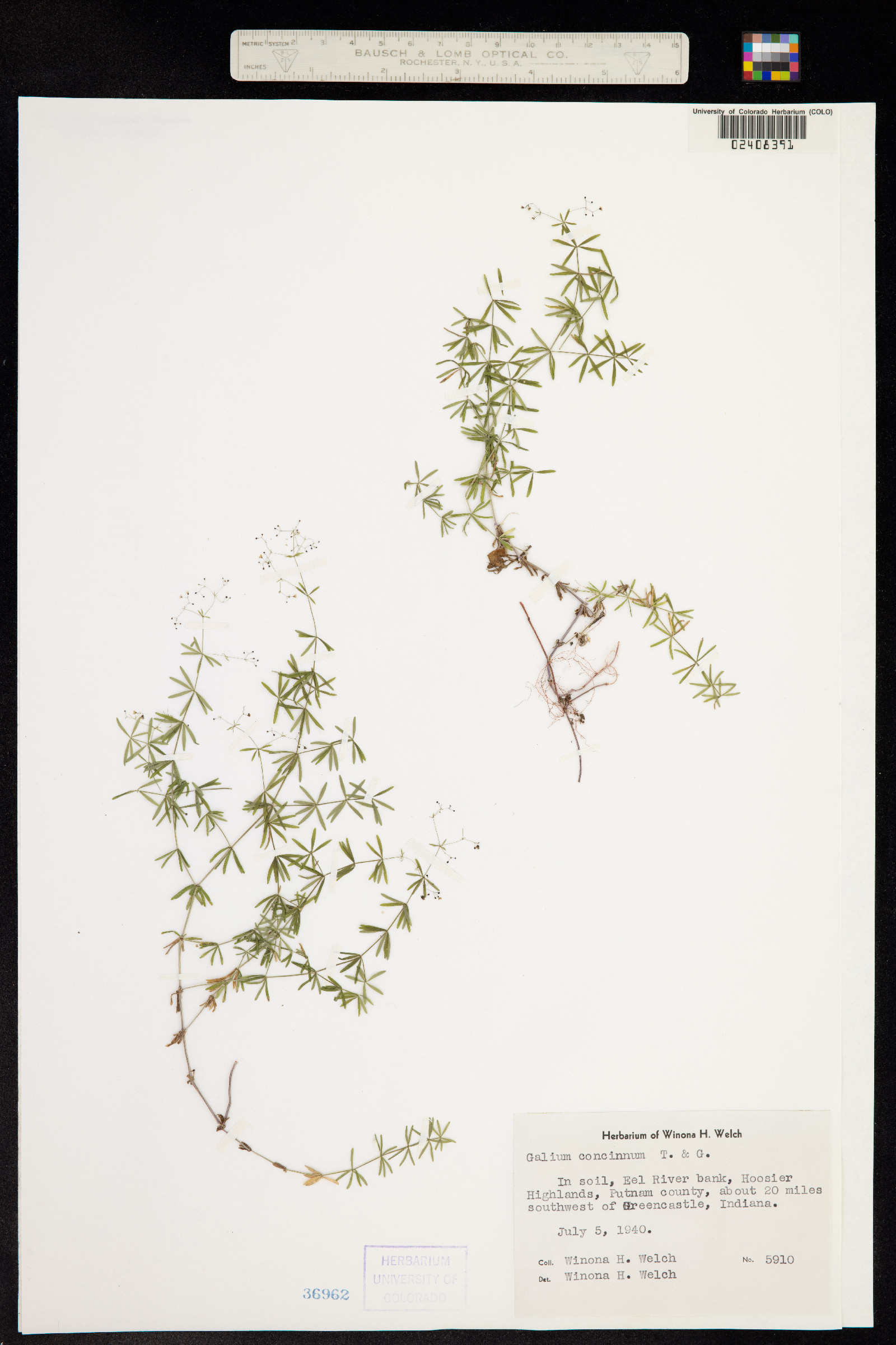 Galium concinnum image